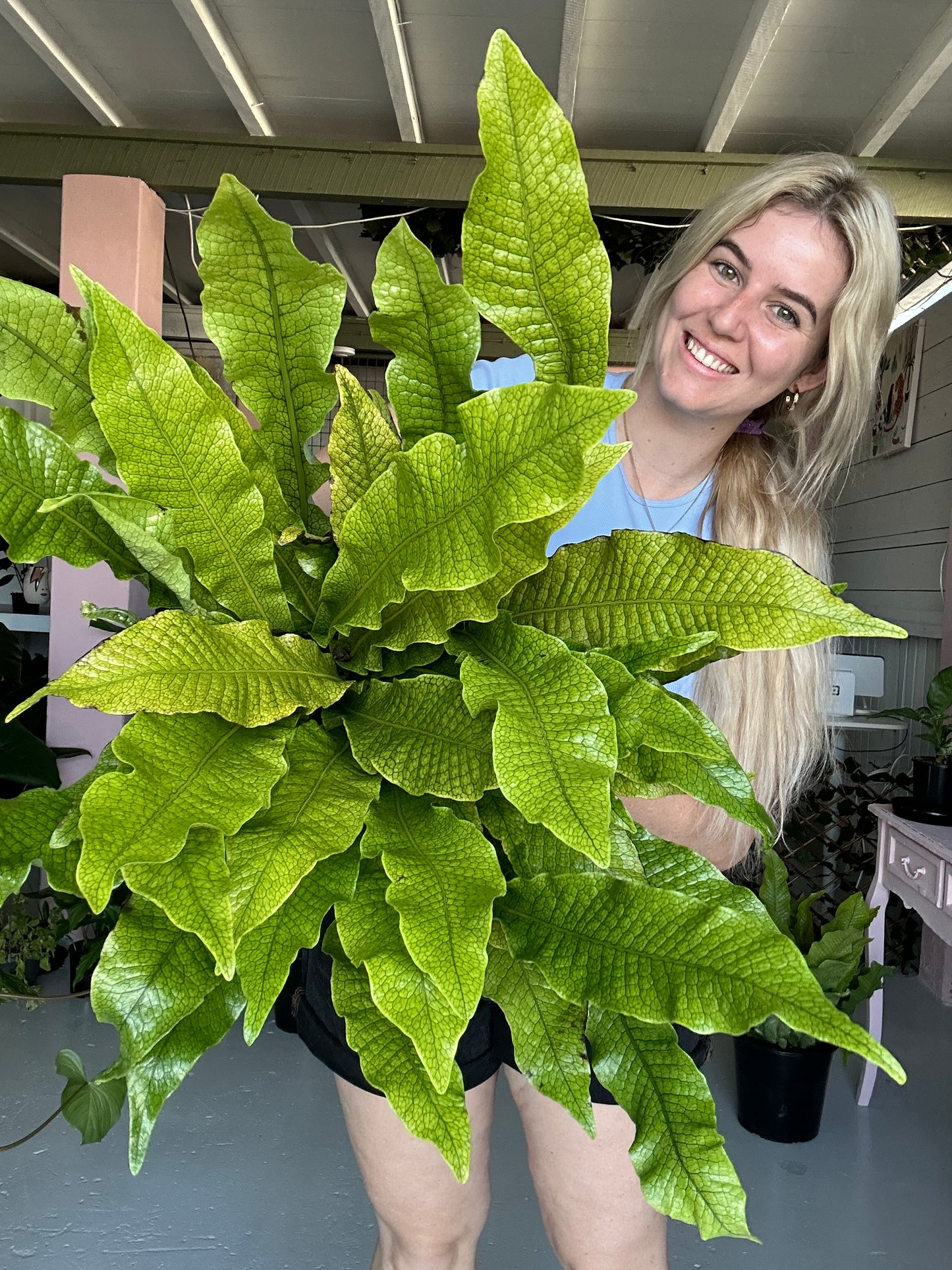 Crocodile Fern Large