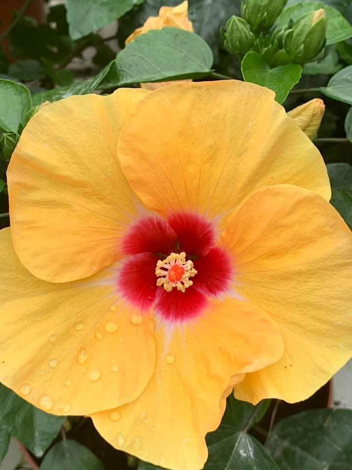 Hibiscus adonicus Yellow