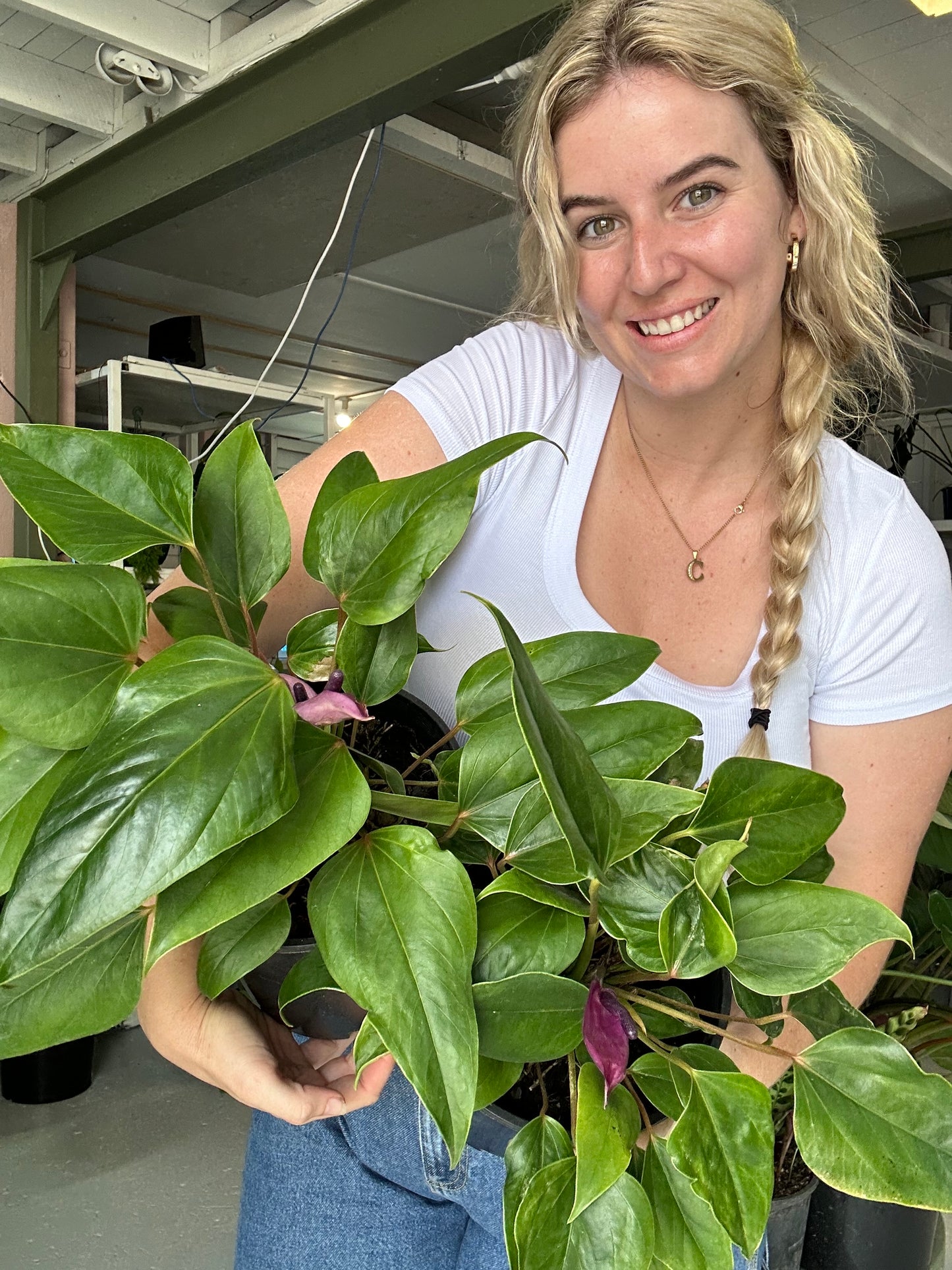 Purple Anthurium