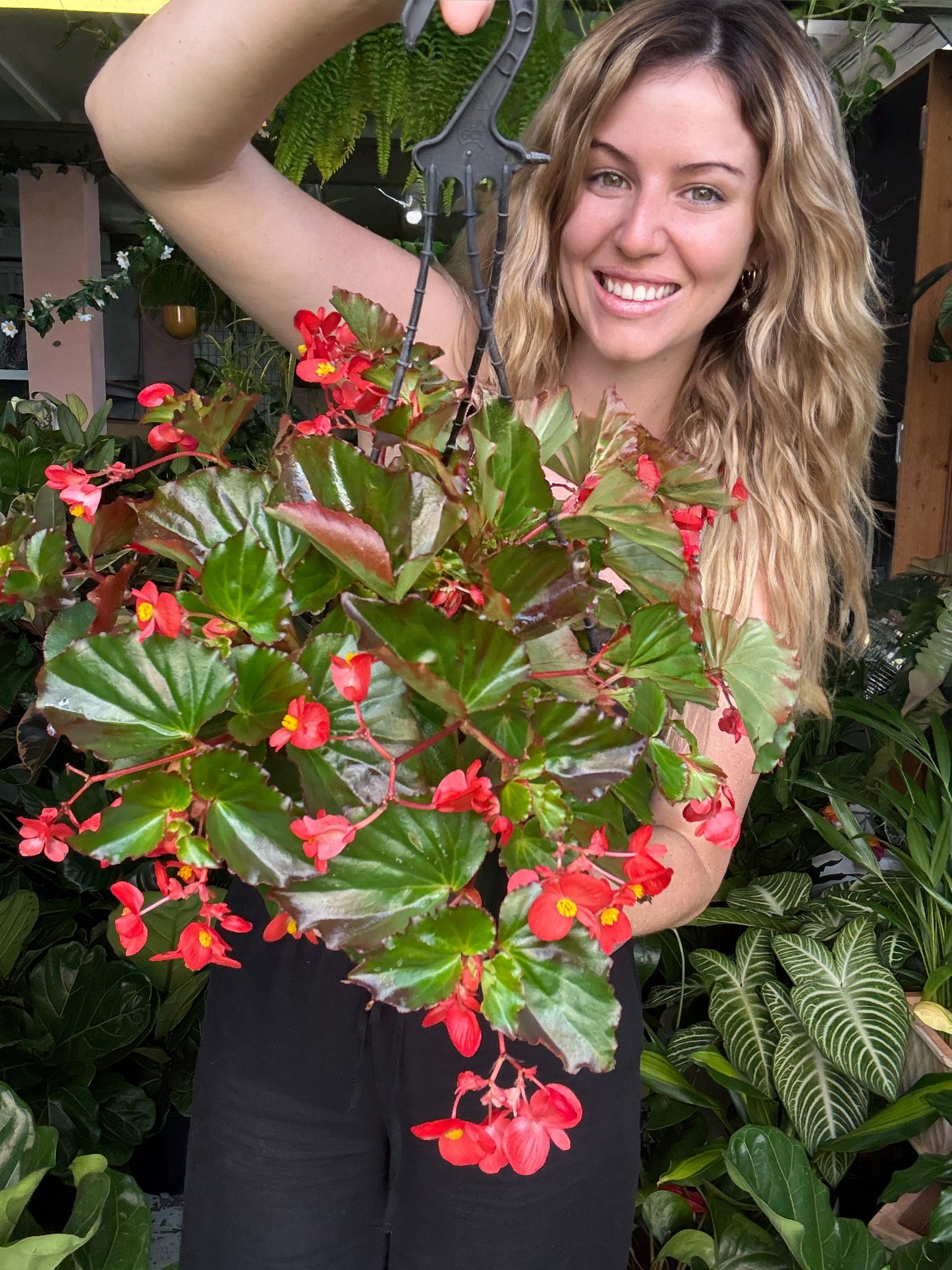 Begonia Hula Red Hanging Basket