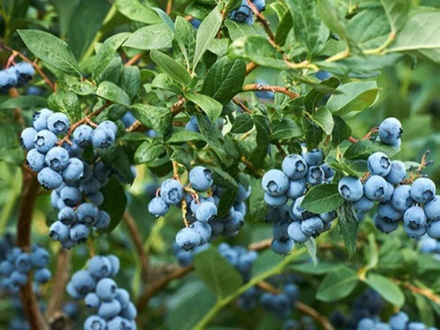 Blueberry ‘Sunshine Blue’ 🫐💙