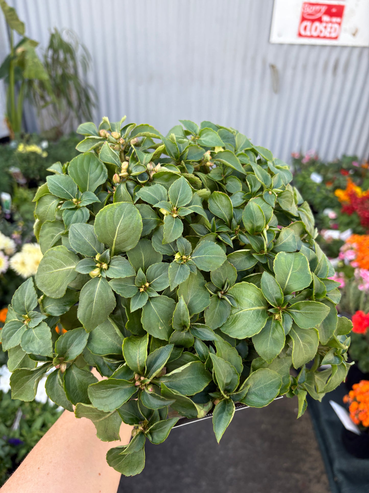 Impatiens Beacon Mix