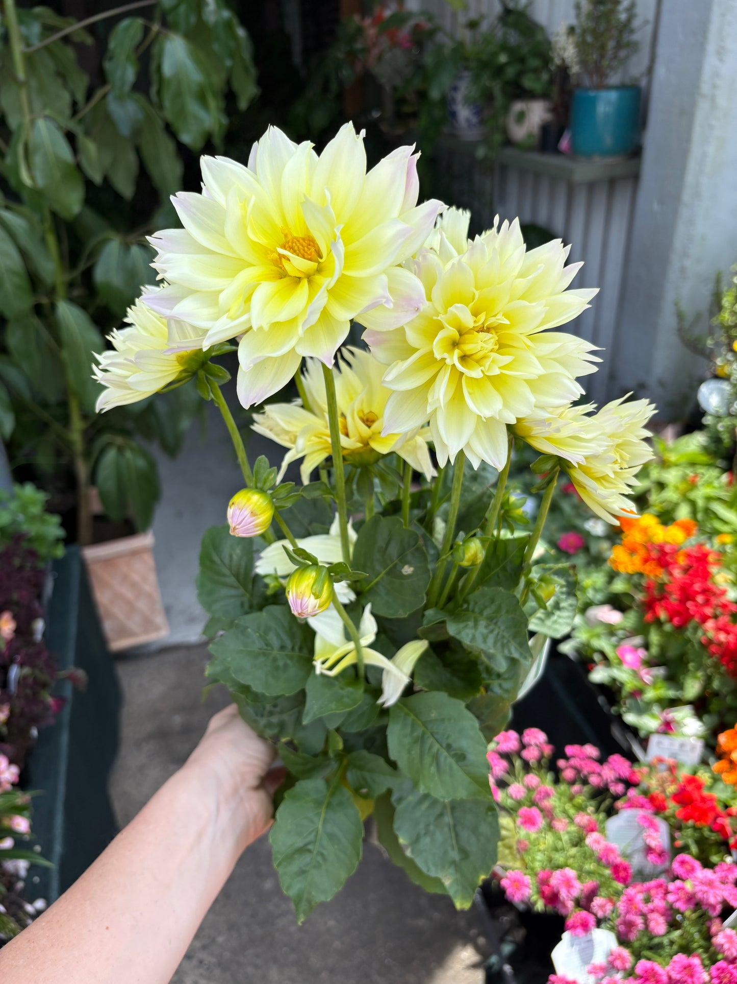 Dahlia - Gallery Blush