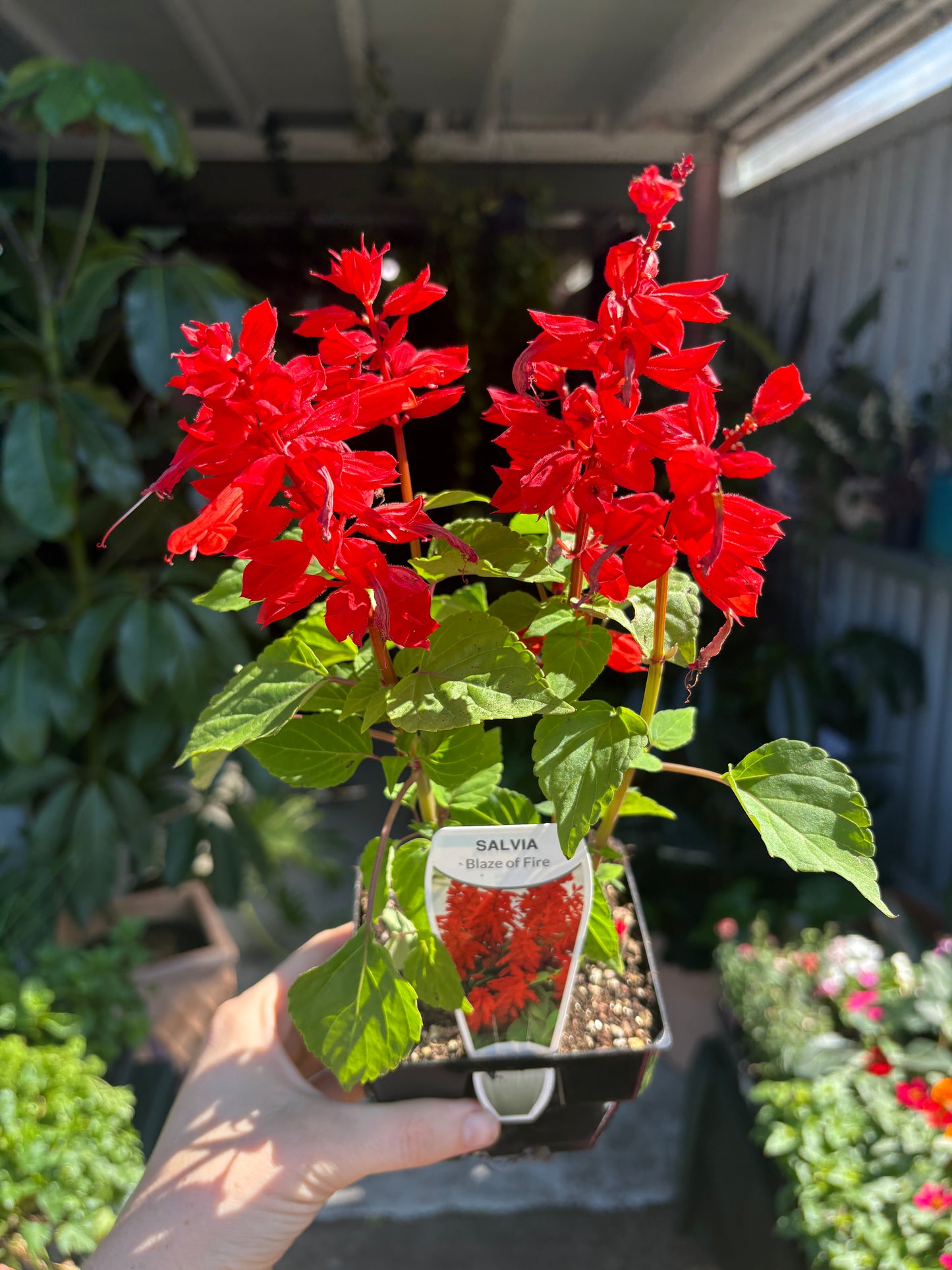 Salvia Mix