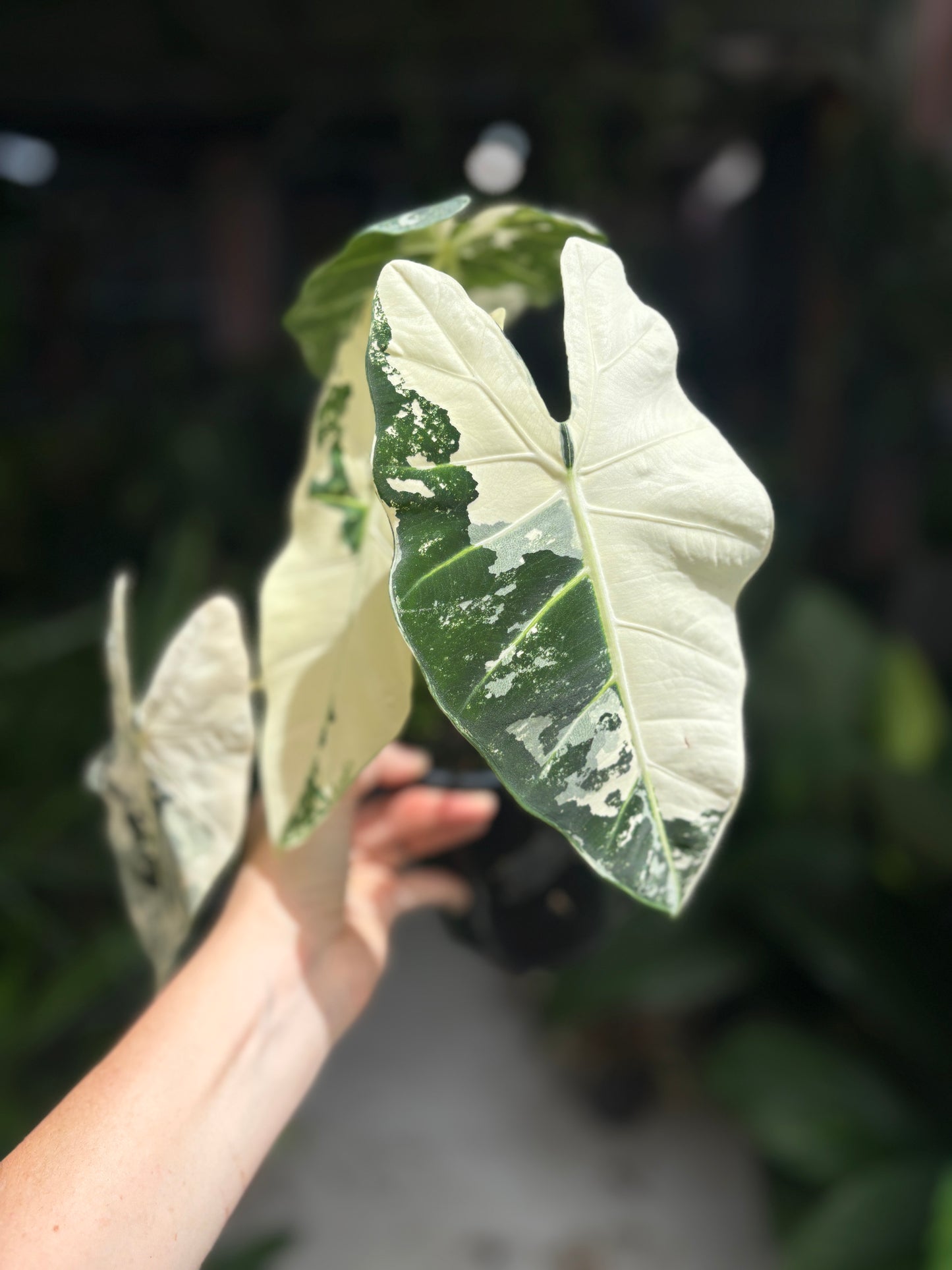 Alocasia micholitziana frydek Variegata