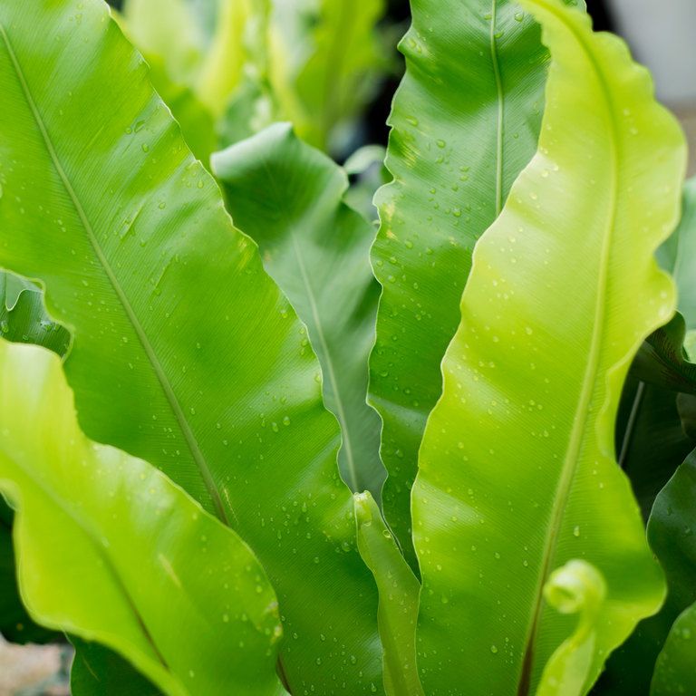 Birds Nest Fern