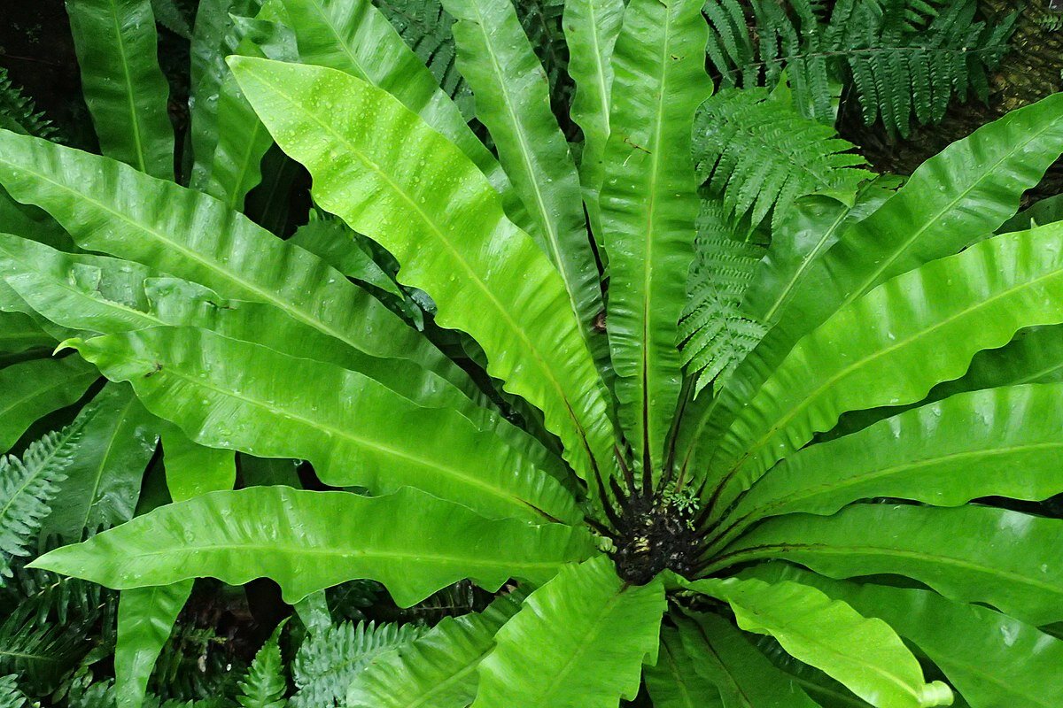 Birds Nest Fern