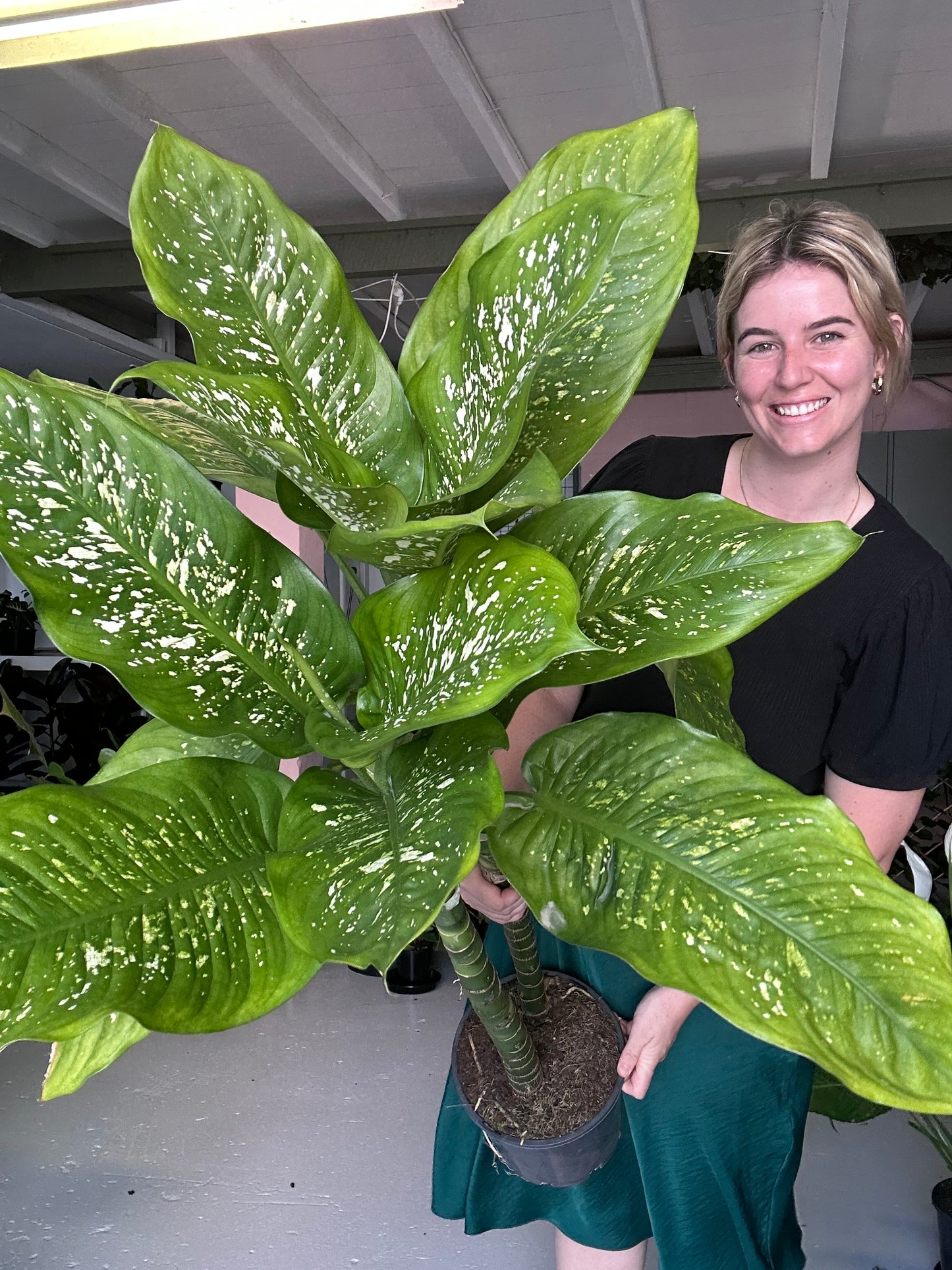 Dieffenbachia Aurora