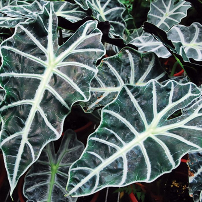 Alocasia Amazonica Dwarf