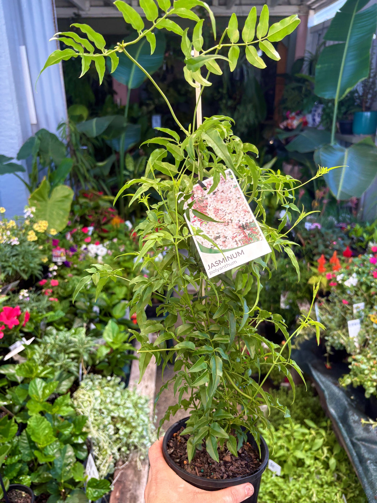 Jasmine polyanthum β Pink Jasmine