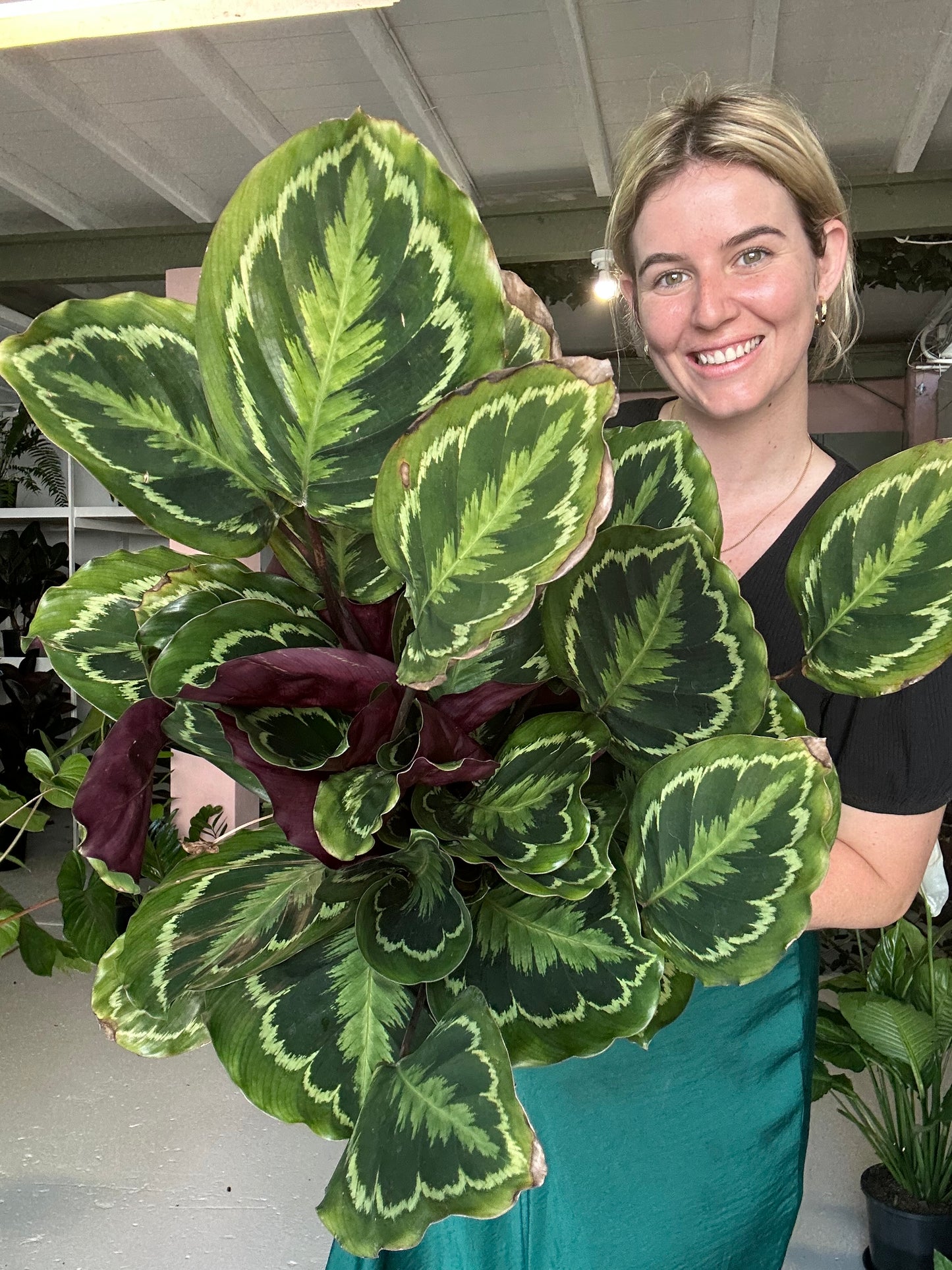 Calathea Julia