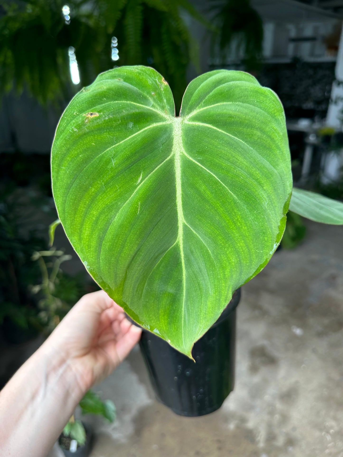 Philodendron Gloriosum