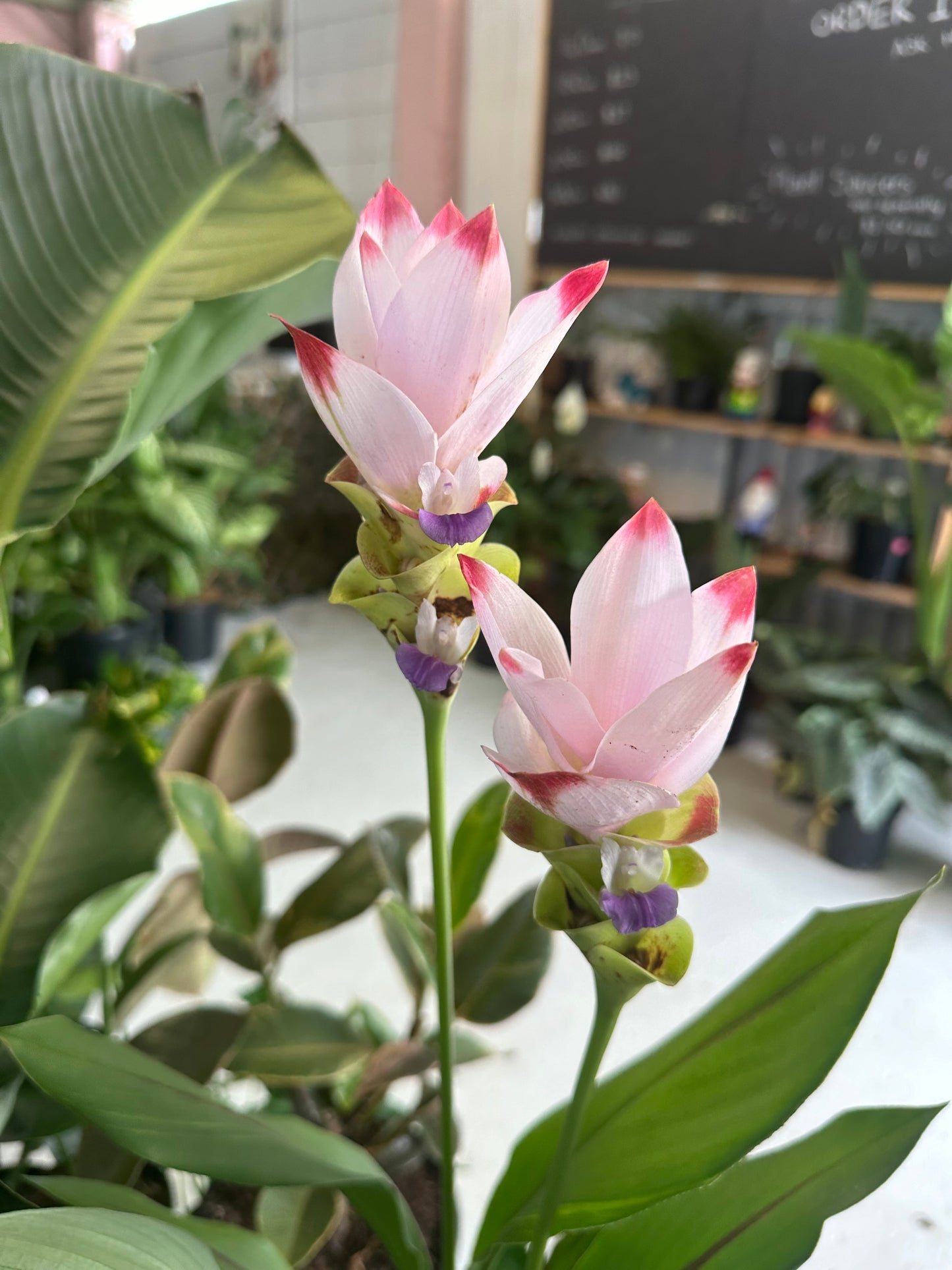 Curcuma Siam