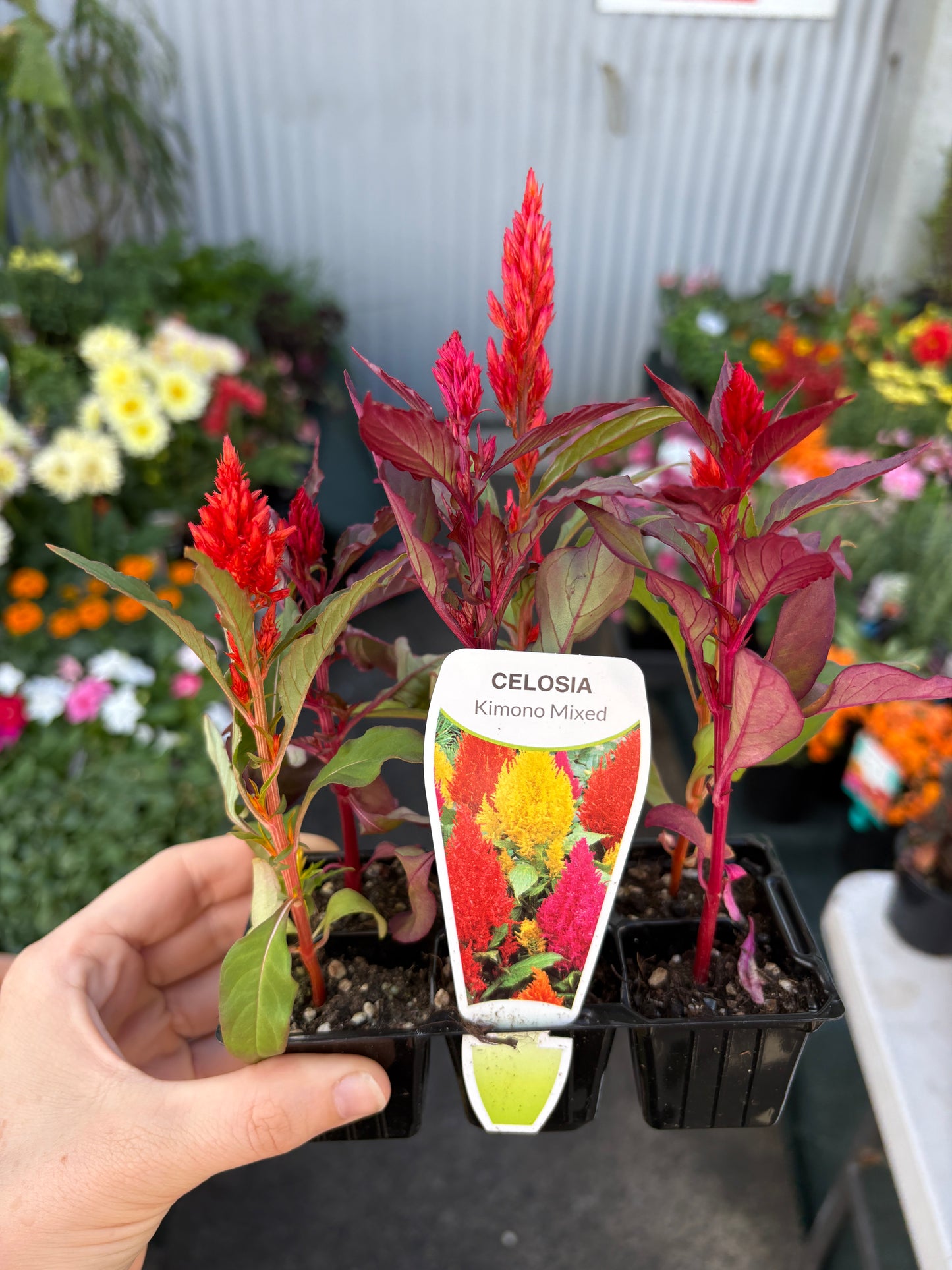 Celosia Geisha 6 Pack