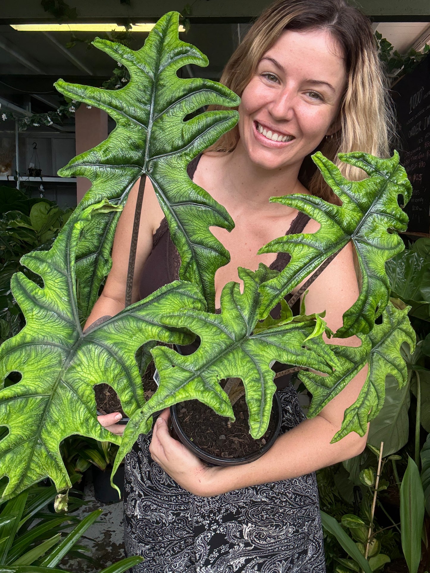 Alocasia Jacklyn