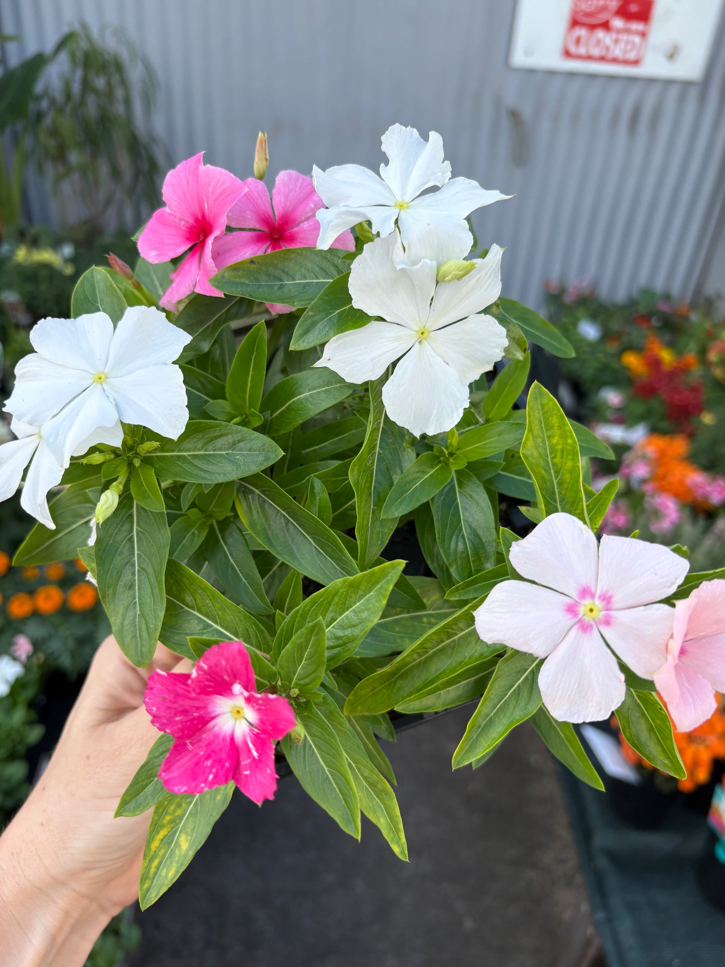 Vinca Mixed jumbo 6 pack