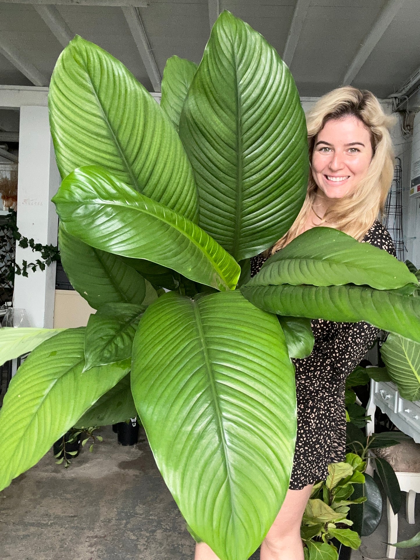Peace Lily Sensation LARGE