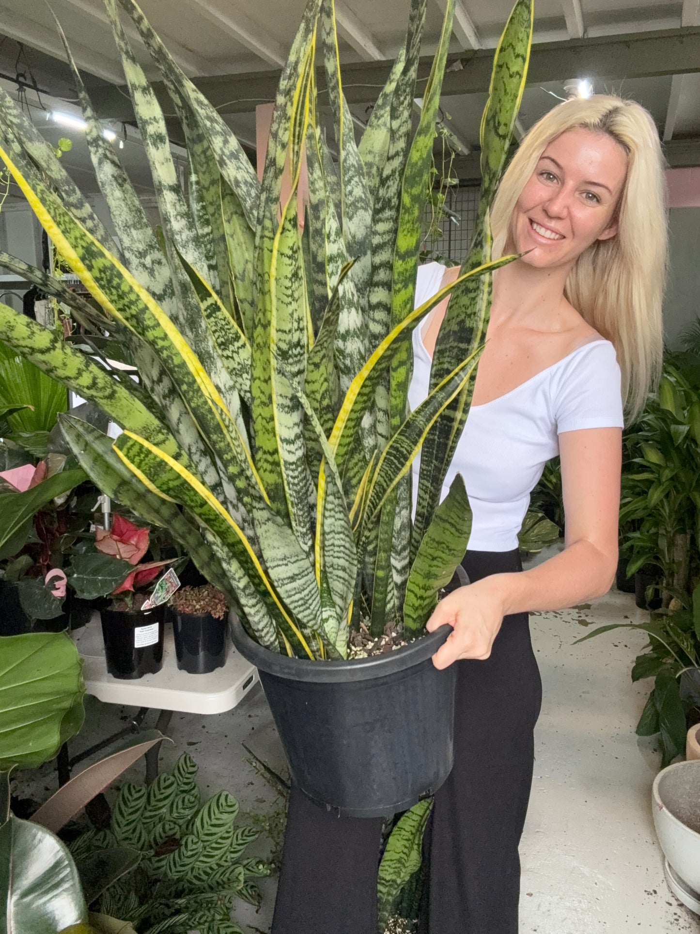 Sansevieria 'Snake Plant'