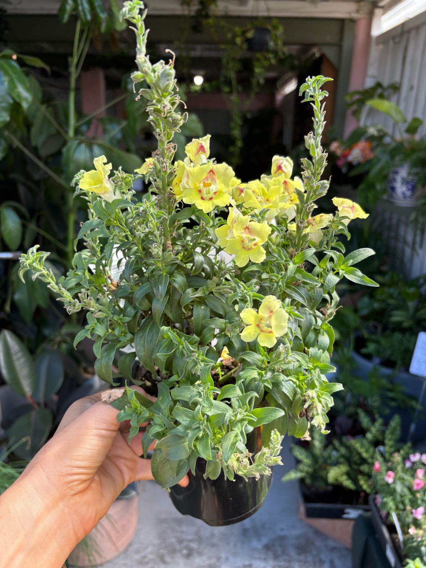 Antirrhinum Yellow Maroon