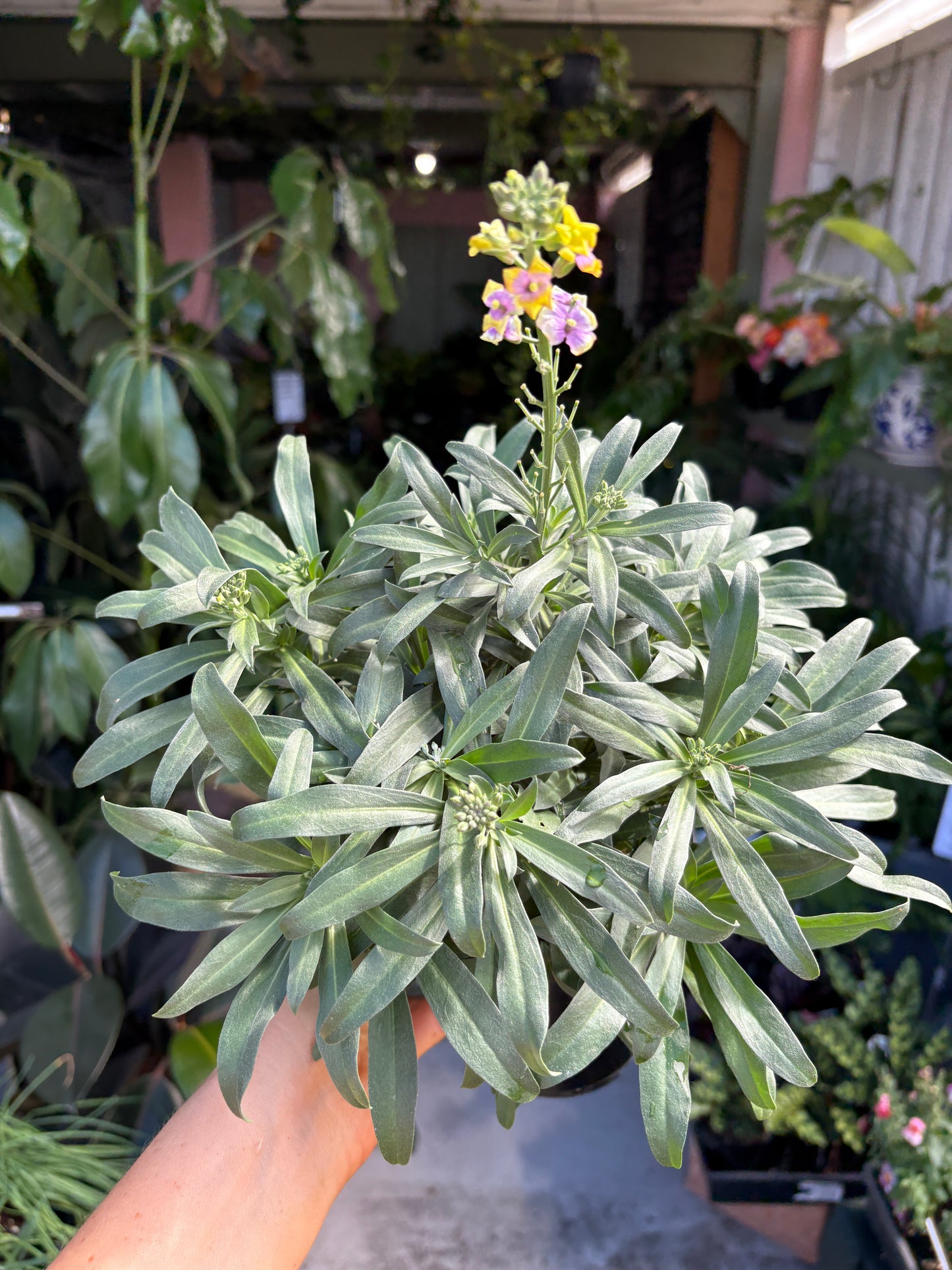 Erysimum Brightside Purple