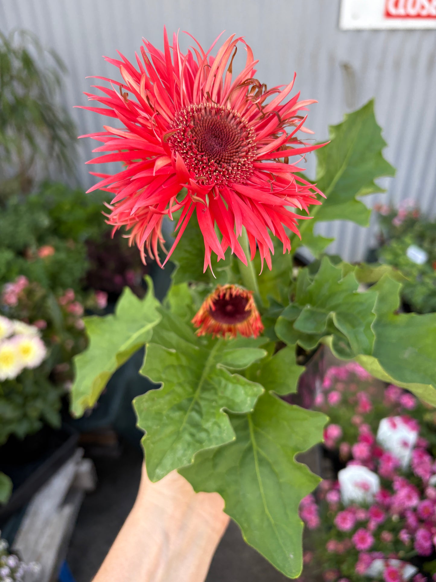Gerbera ‘Maxi Spider’ MIX