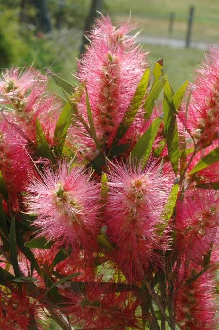 Callistemon Candy Pink