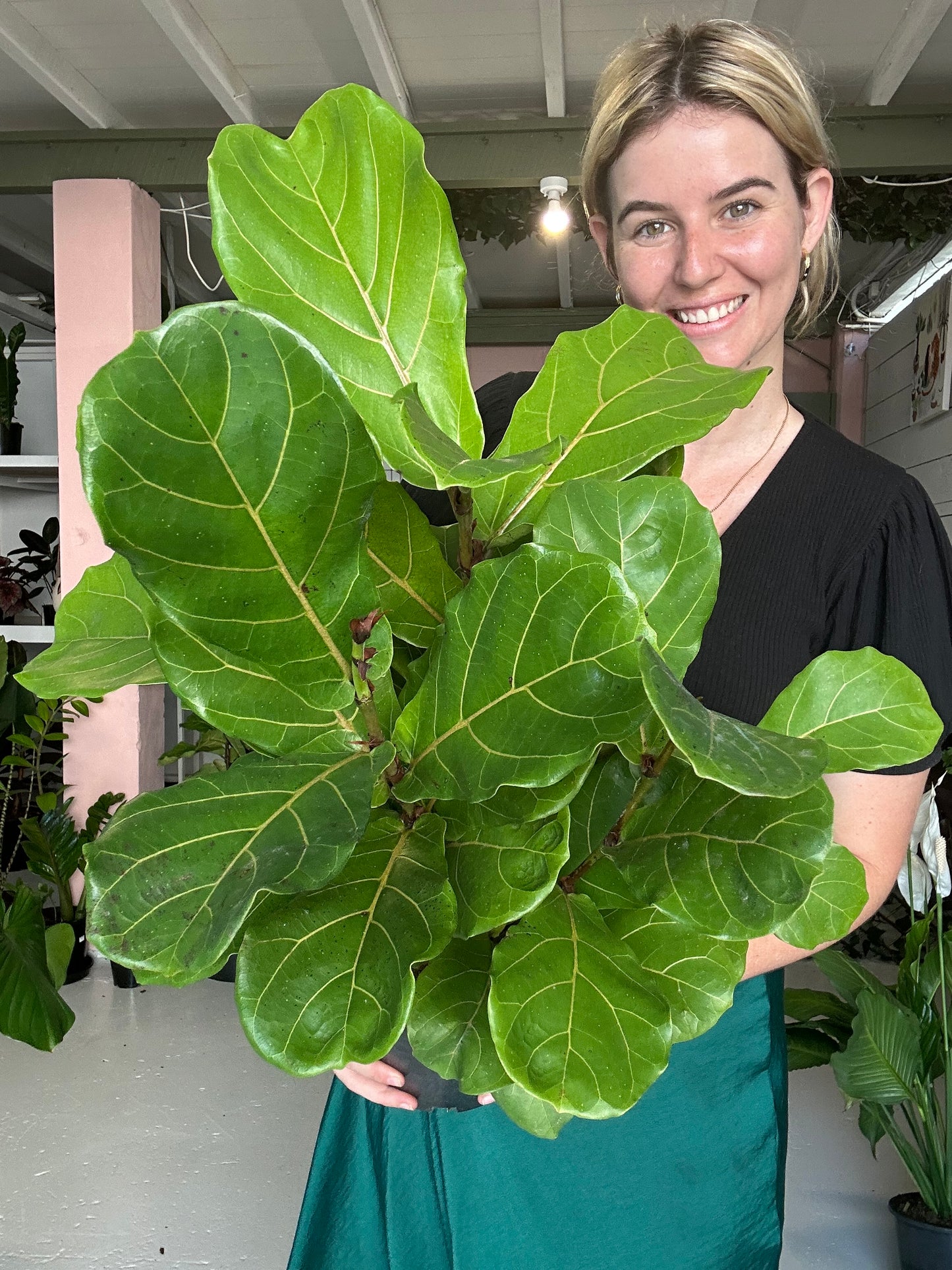 Ficus Lyrata (Fiddle Leaf Fig)