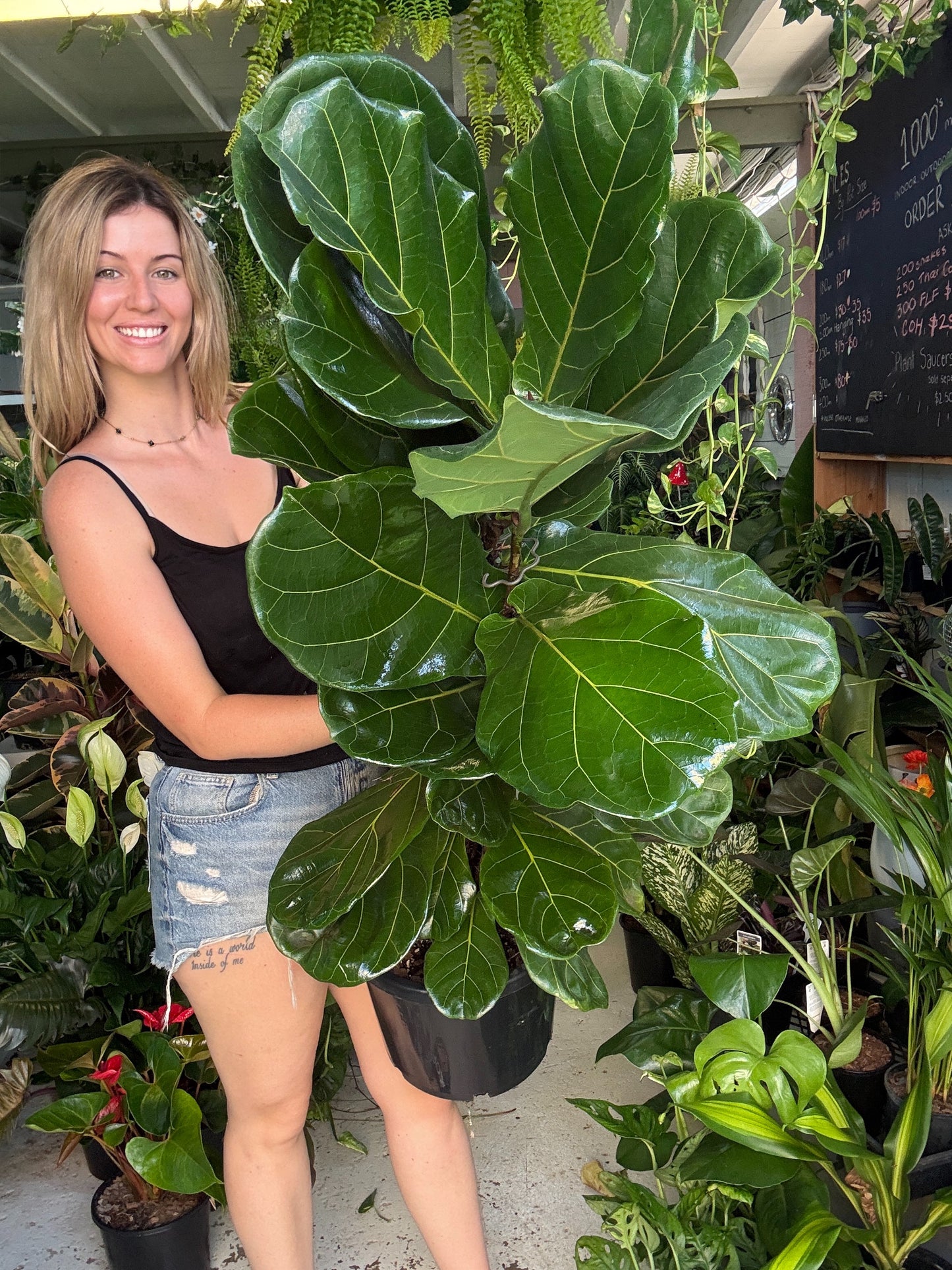 Fiddle Leaf Fig (Tall)