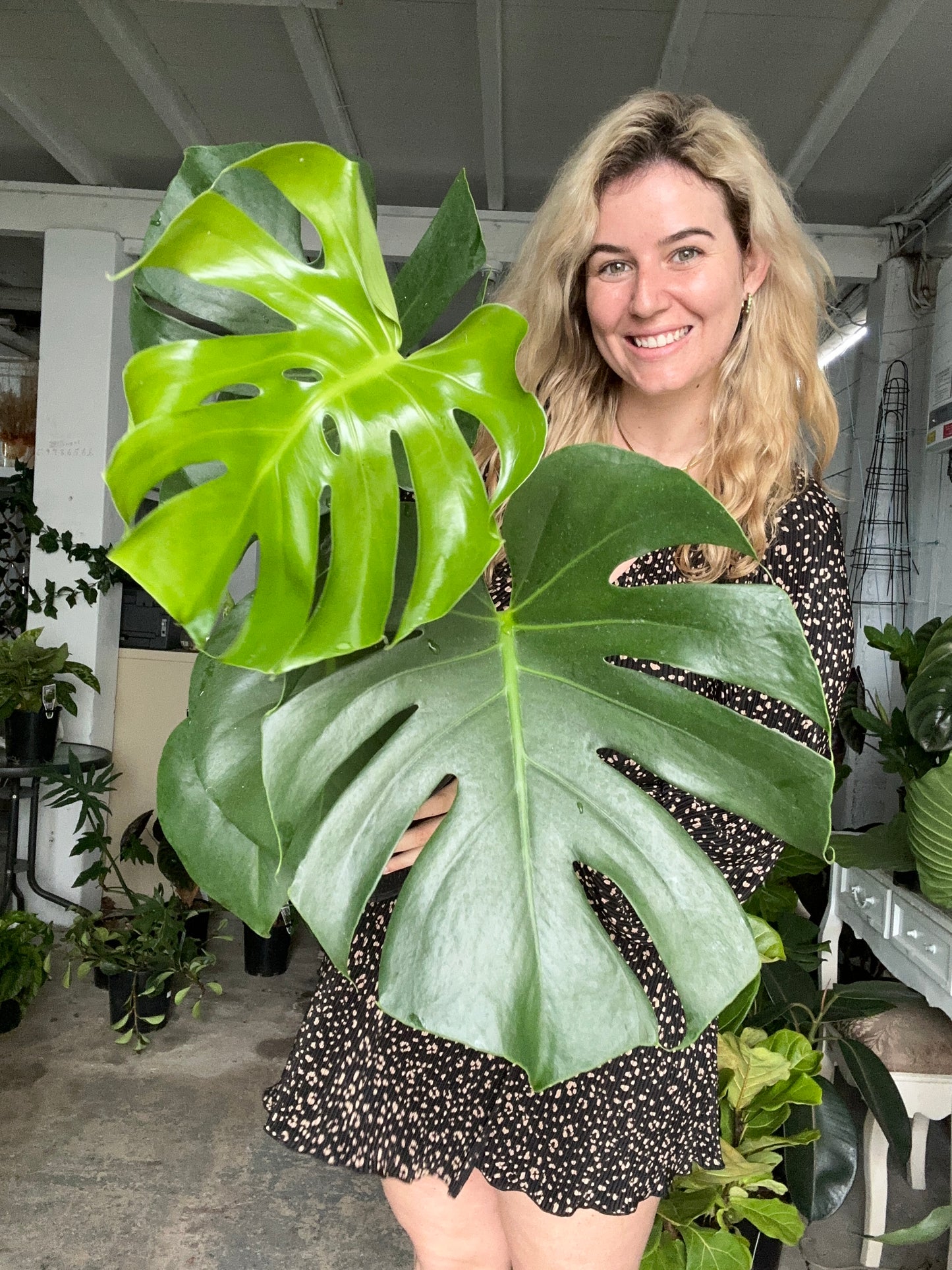 Monstera Deliciosa