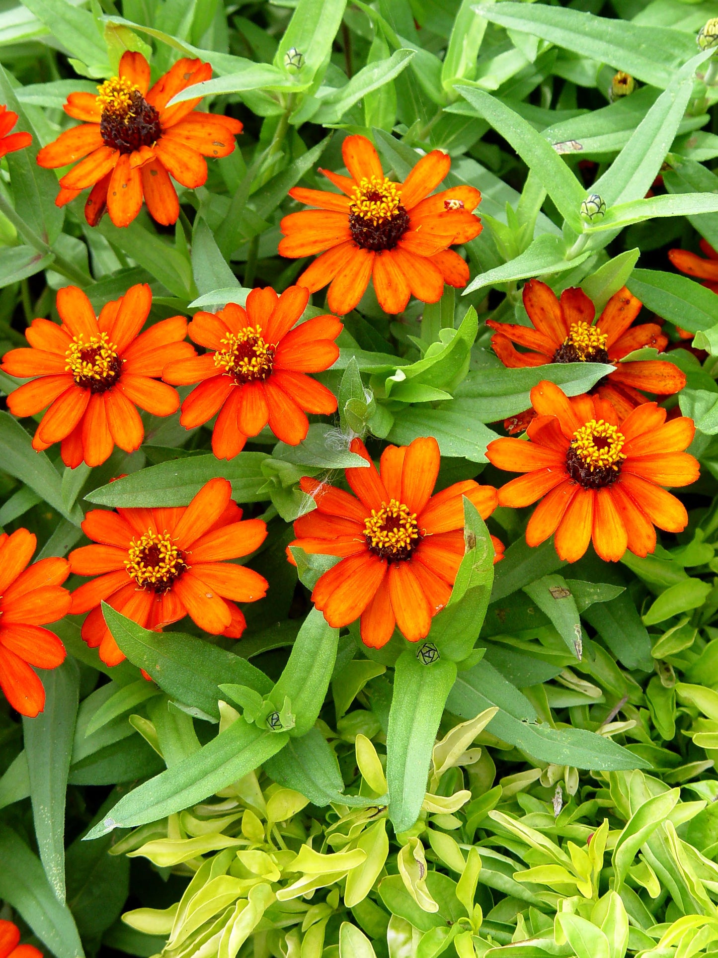 Zinnia Profusion β 10 Pack