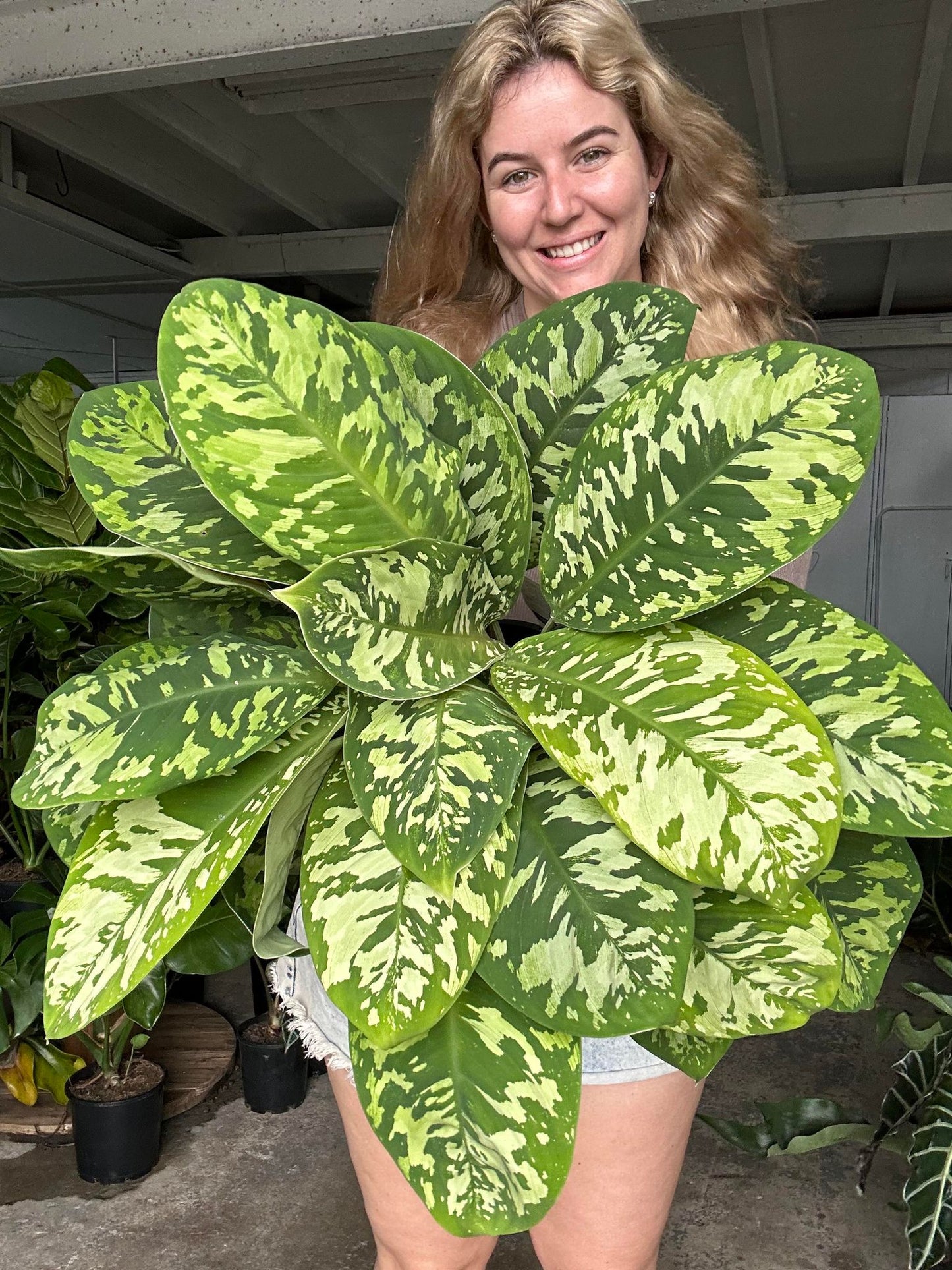 Homalomena Camoflague