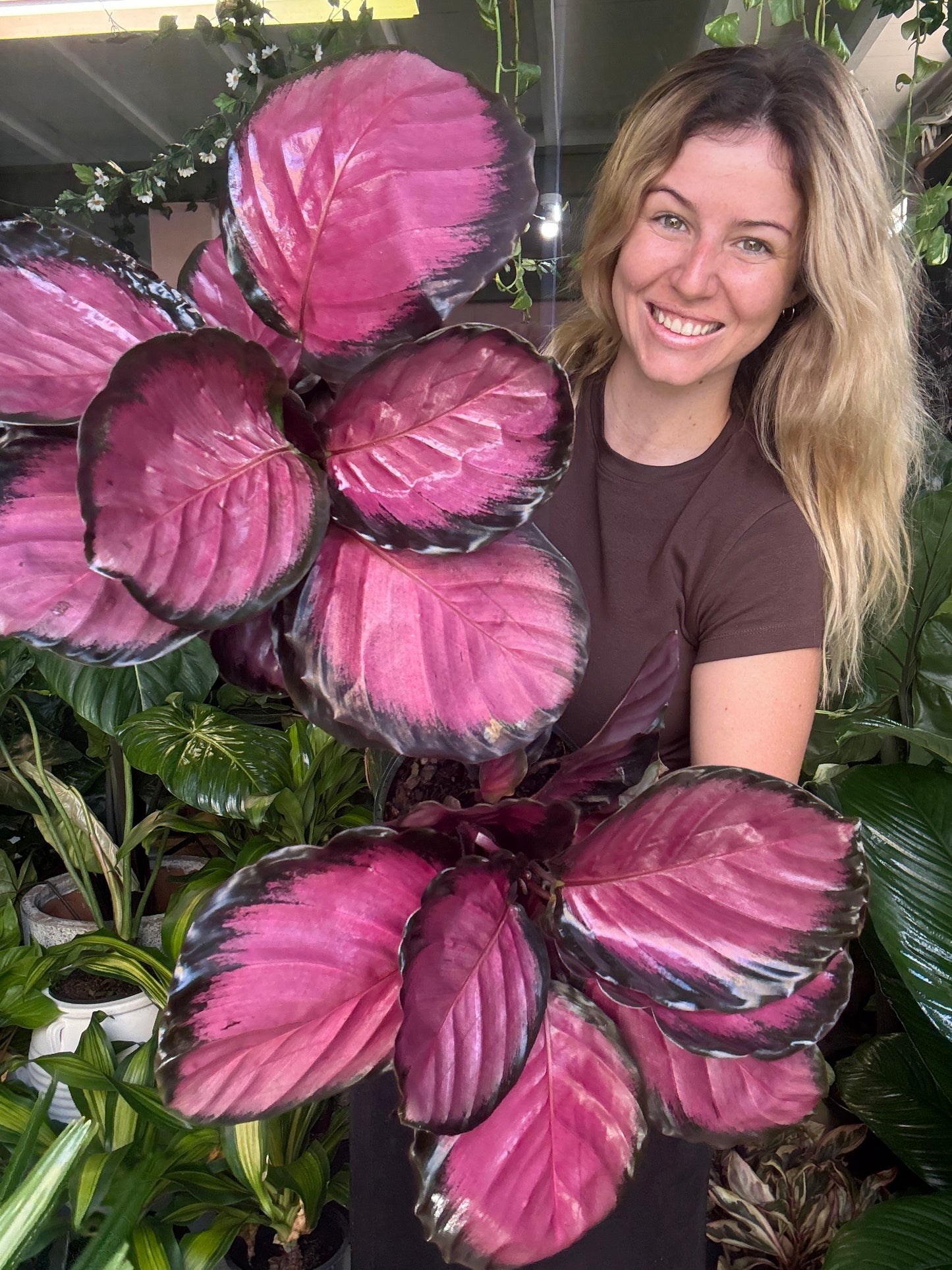 Calathea Rosey