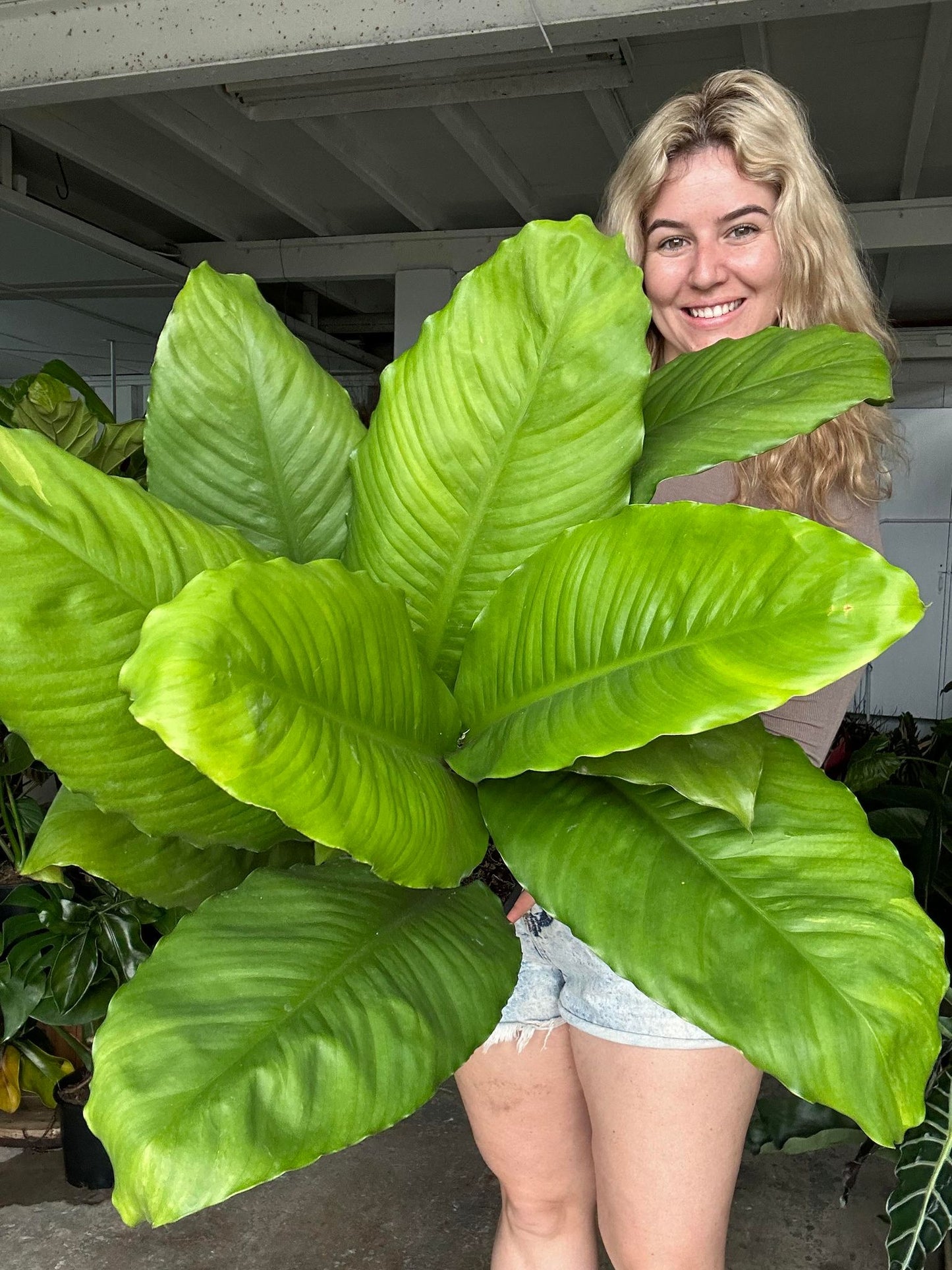 Peace Lily