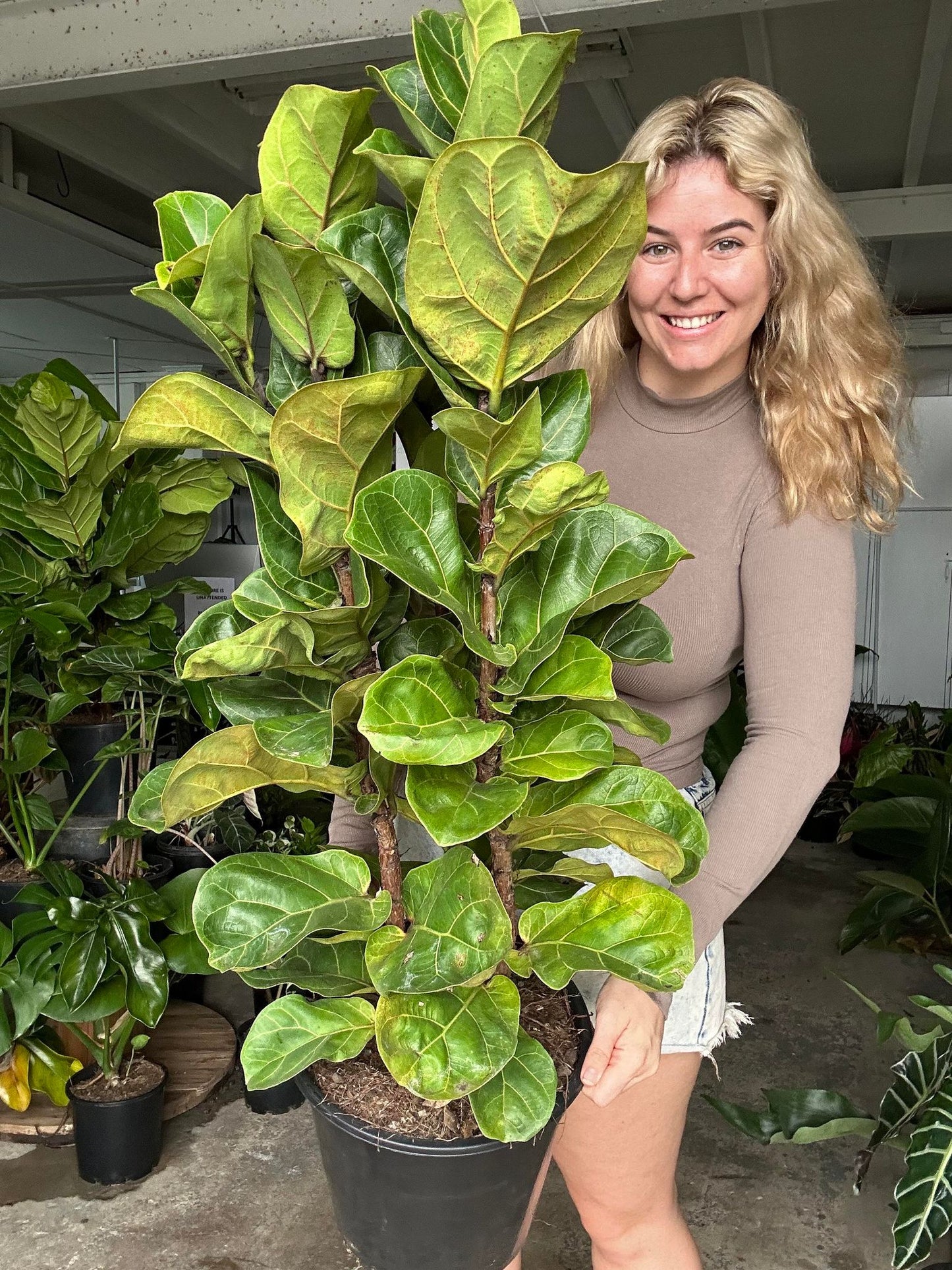 Ficus Bambino