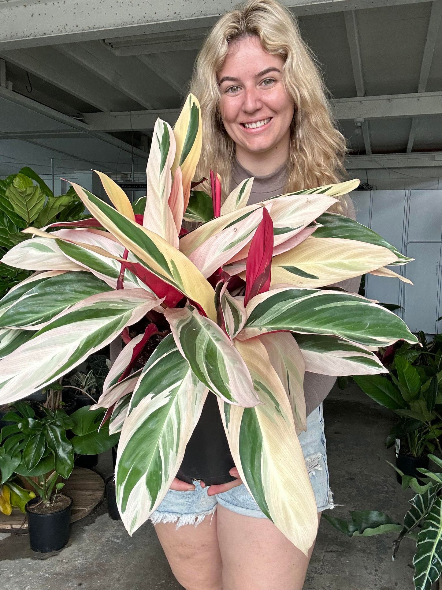 Stromanthe Tricolour
