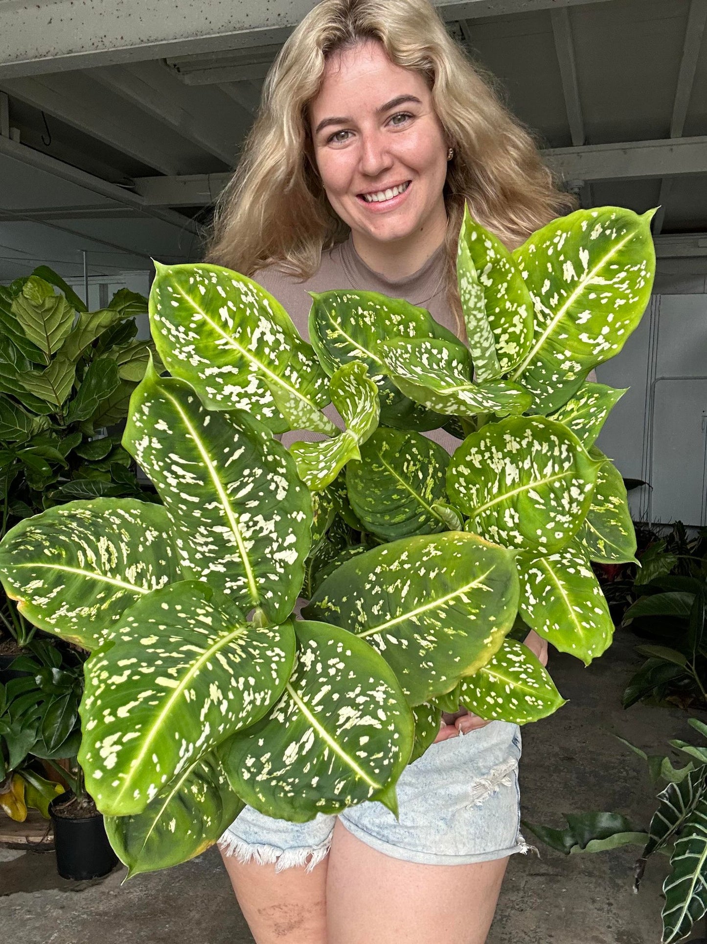 Dieffenbachia
