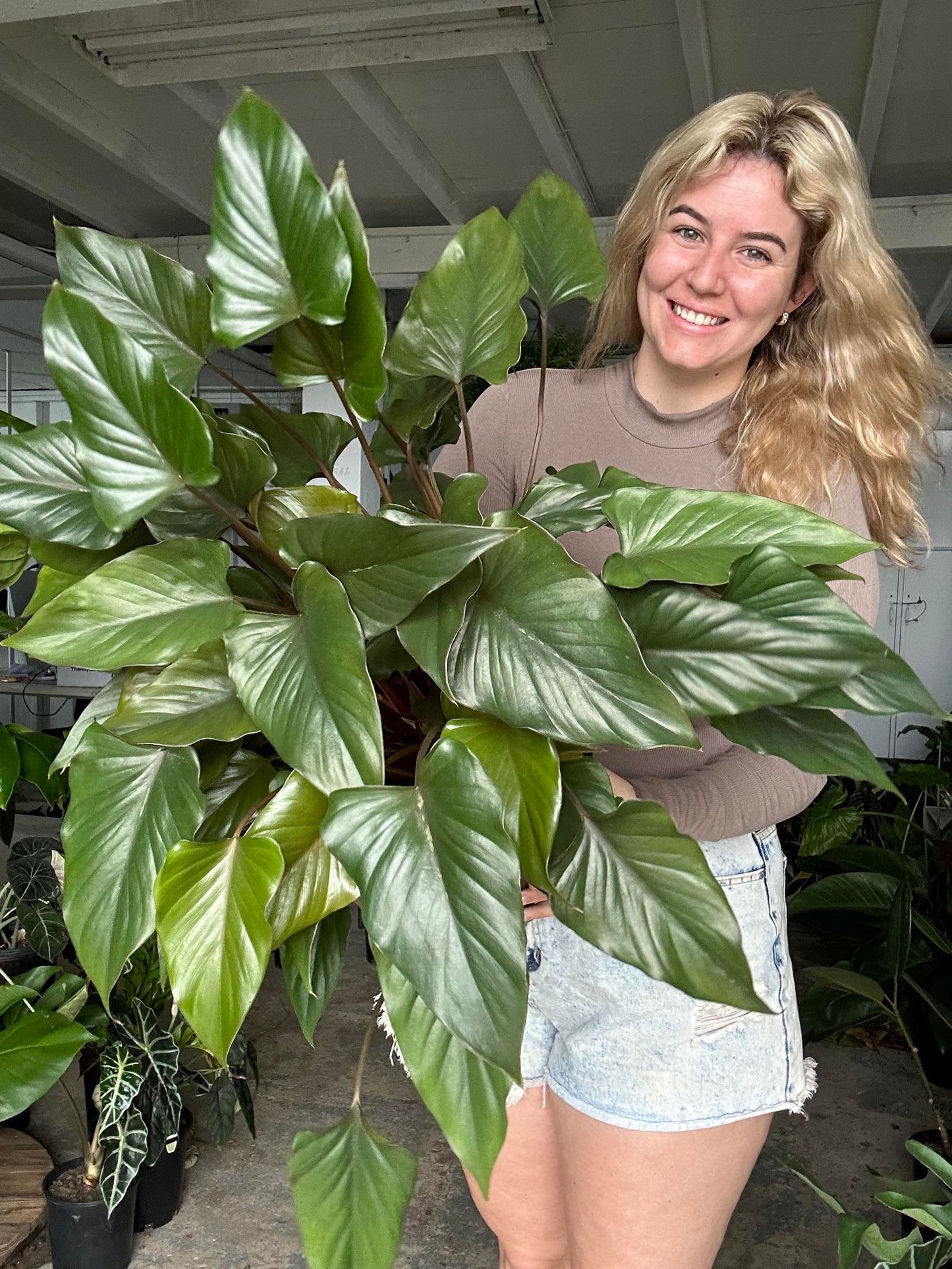 Homalomena Bronze Maiden