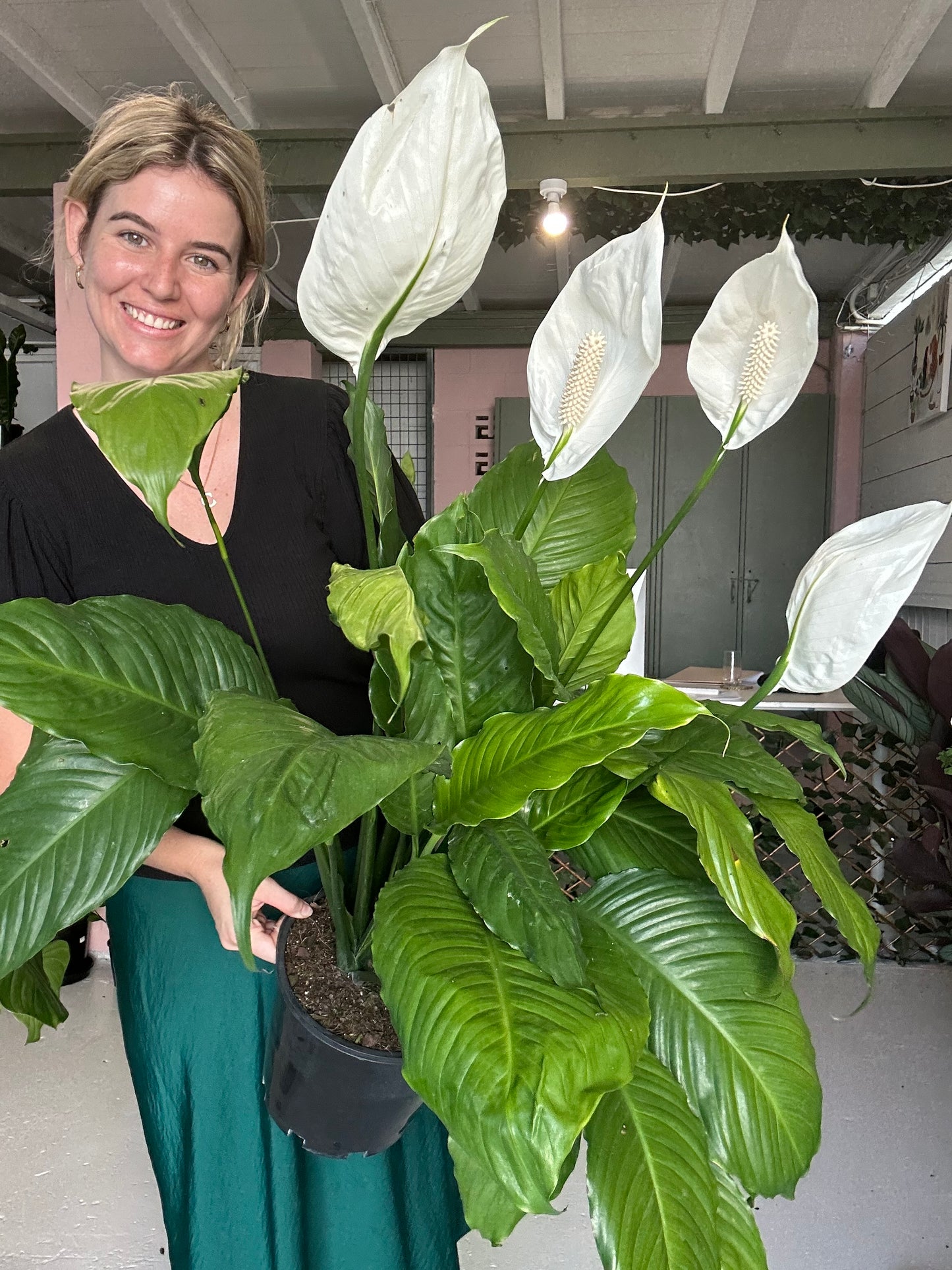 Spathiphyllum Maracay