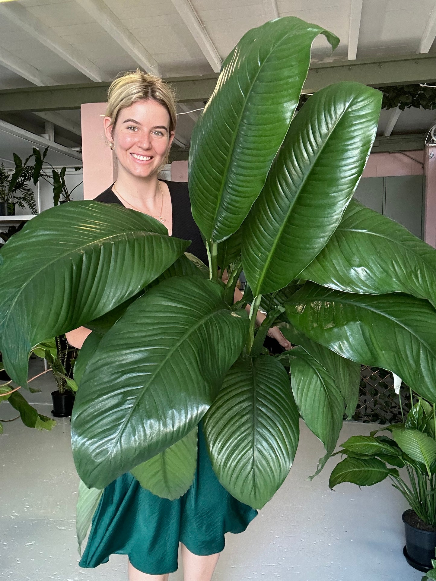 Spathiphyllum Sensation