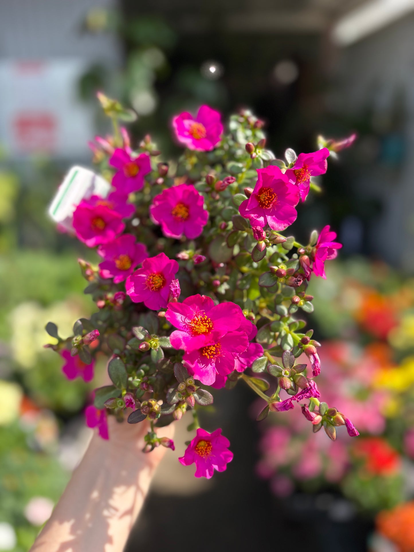 Portulaca ‘PortoGrande’