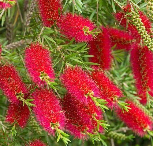 Callistemon Captain Cook