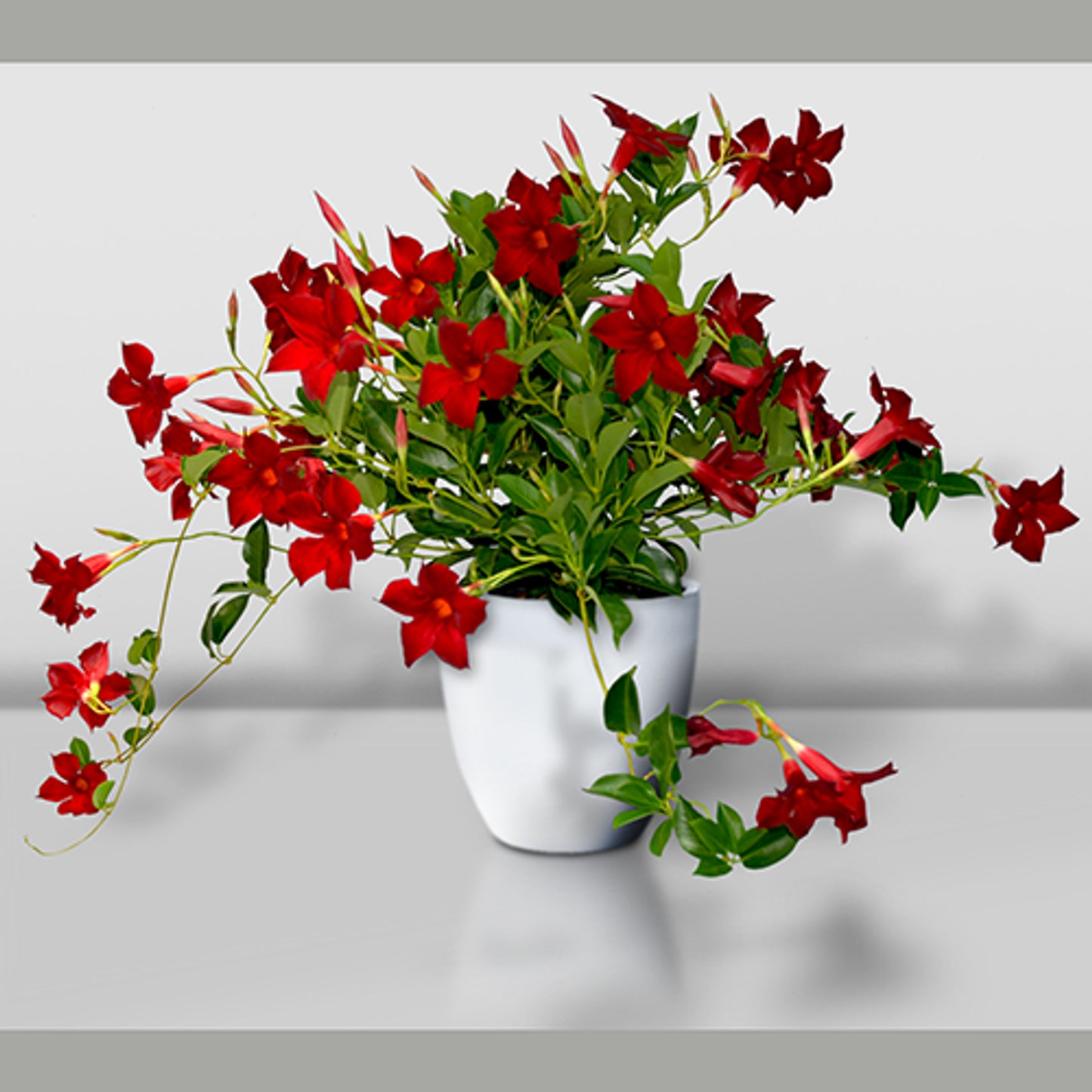 Mandevilla ‘Aloha Burgundy’