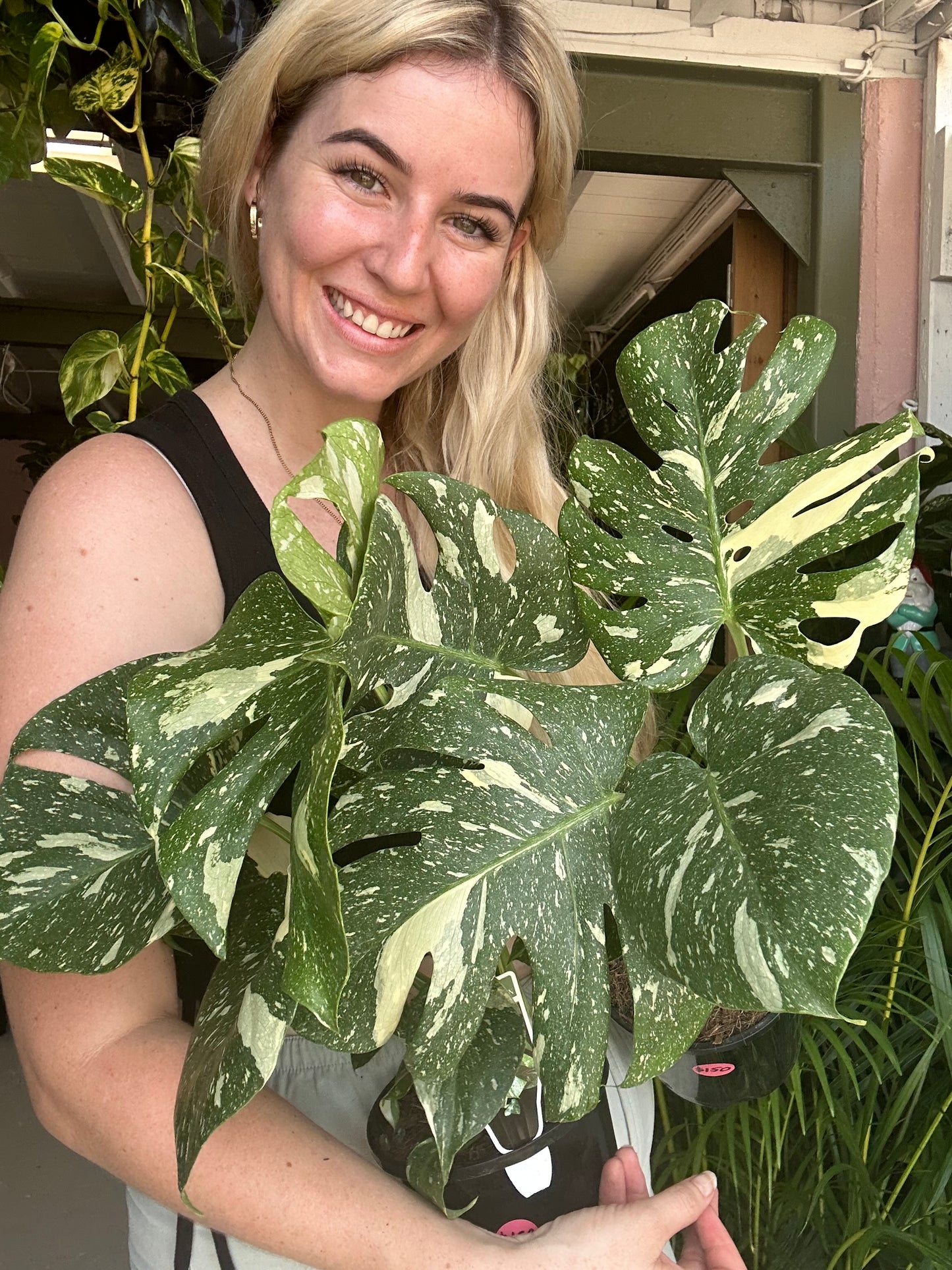 Monstera Thai Constellation