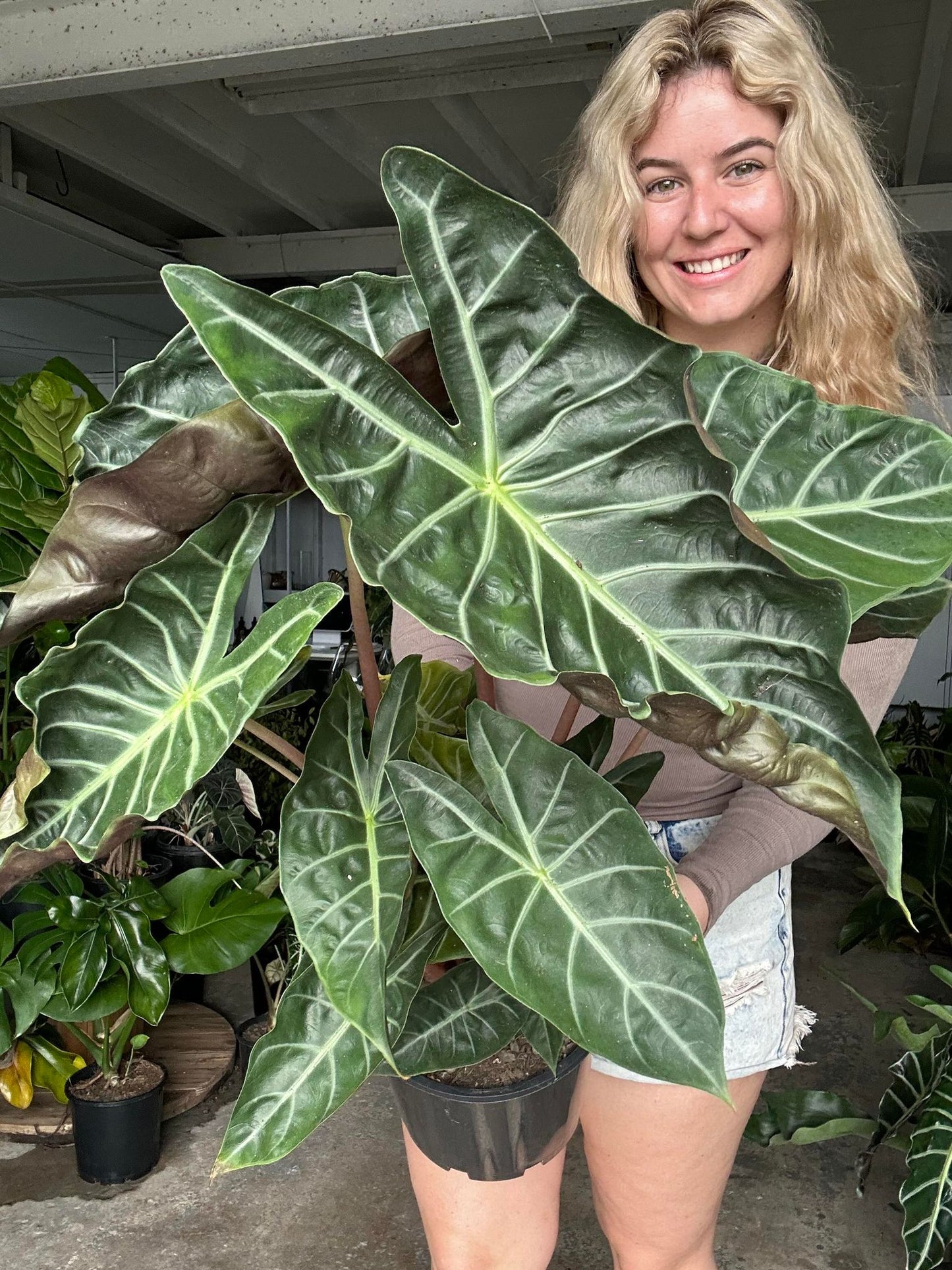 Alocasia Ivory Coast