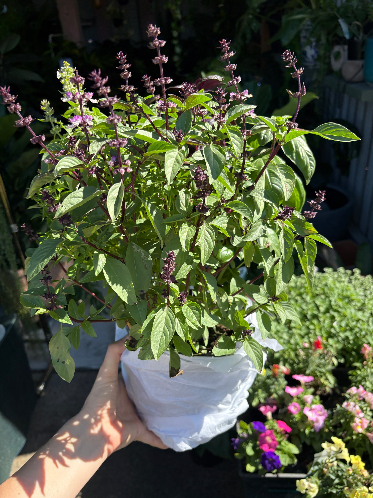 Mixed Basil Pots - Cut & Cook
