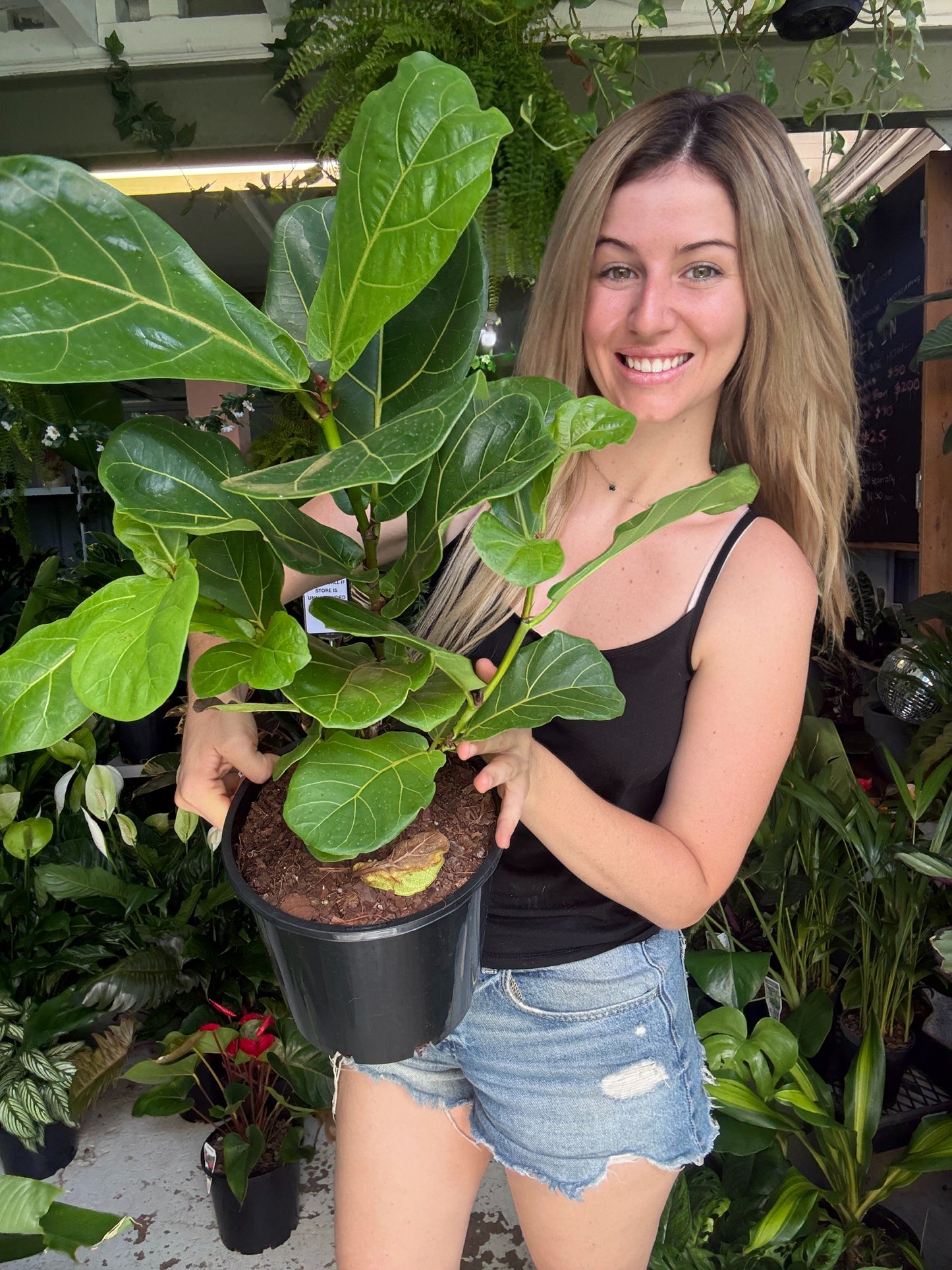 SALE ITEM- Fiddle Leaf Fig