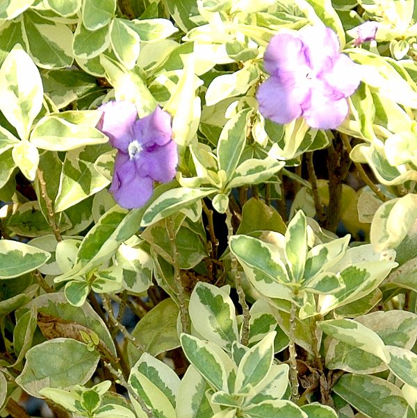 Brunsfelsia latifolia Variegated