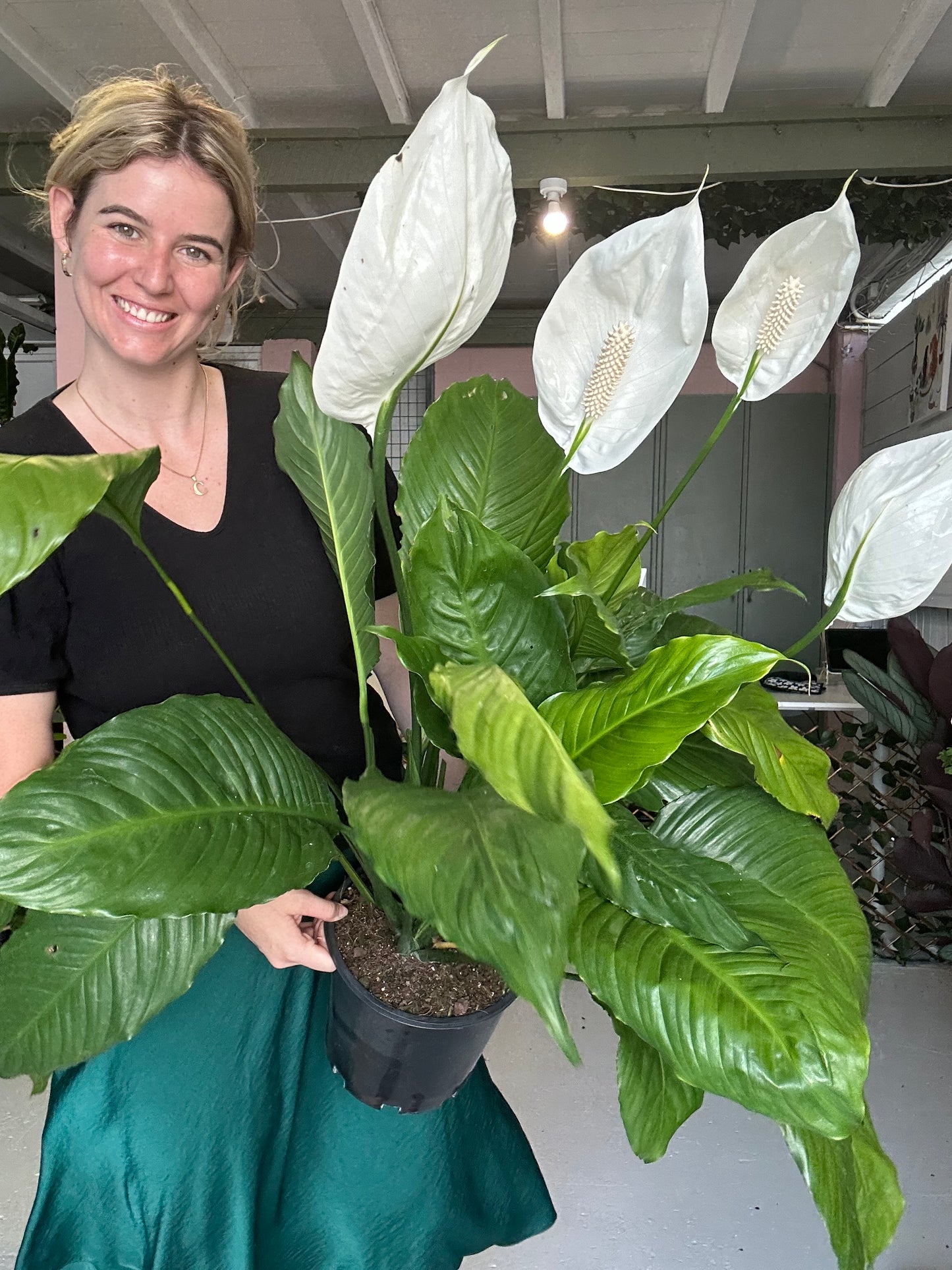 Spathiphyllum Maracay