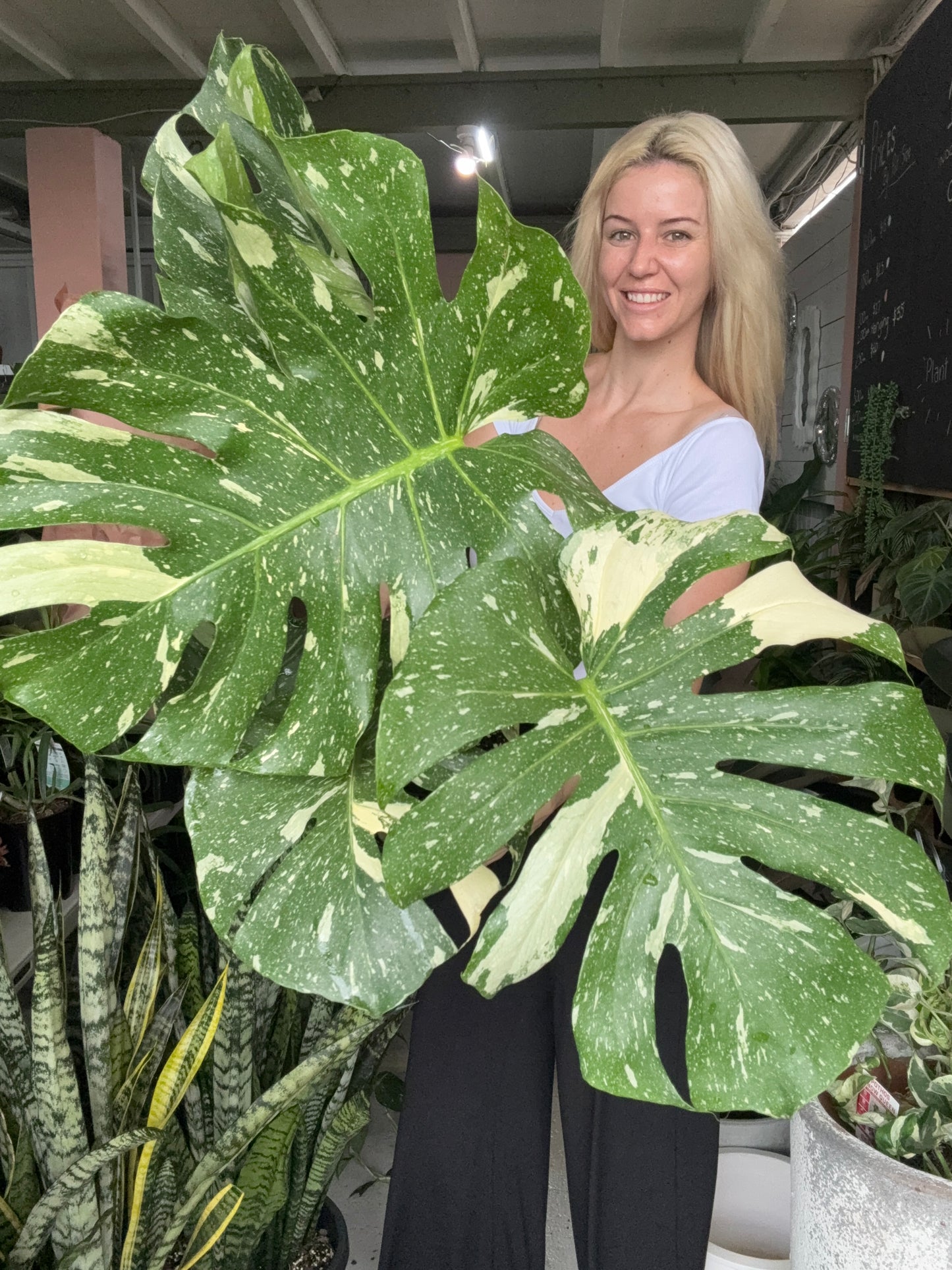 Monstera Deliciosa 'Thai Constellation' LARGE