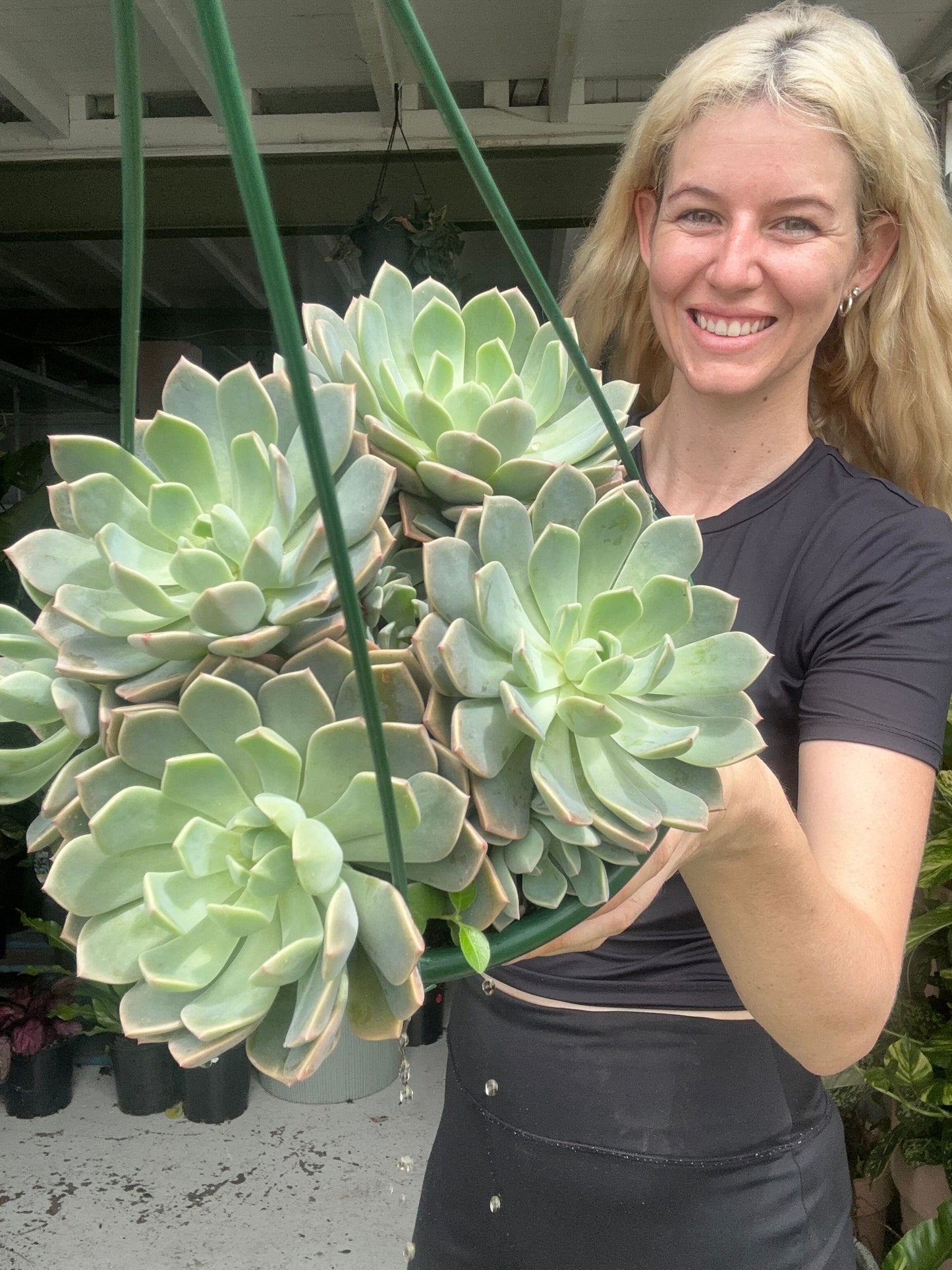 Large Succulent Basket #3